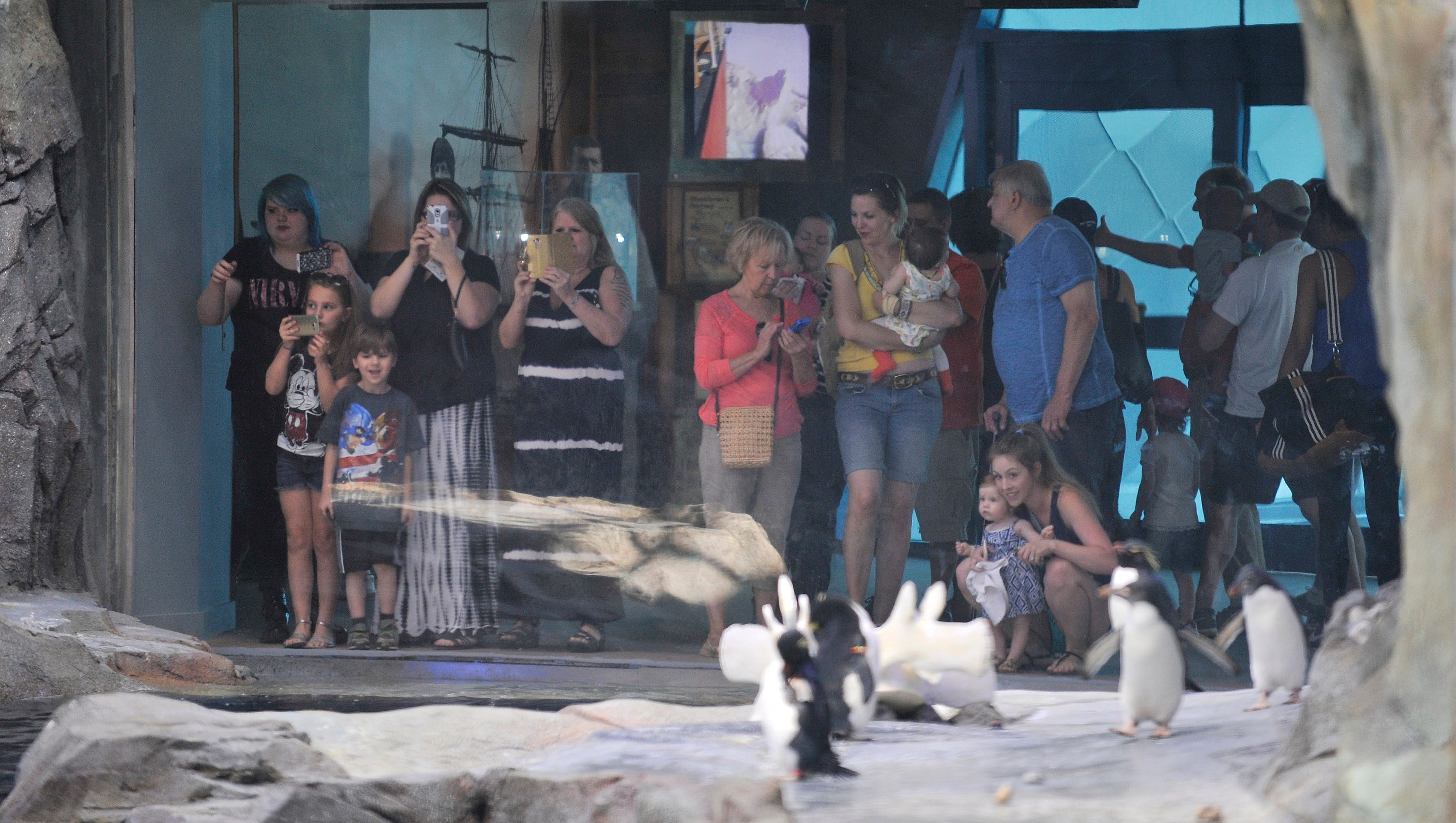 Visitors look at the penguins at the Polk Penguin Conservation Center.