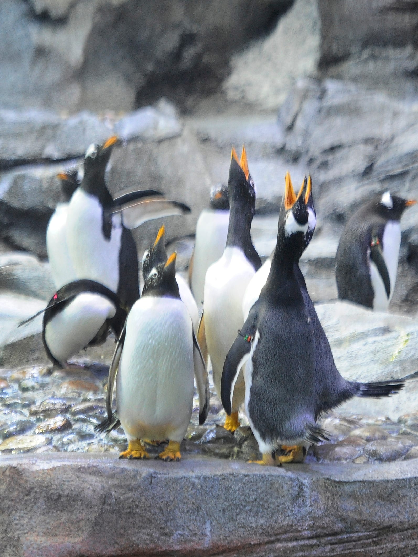 The Polk Penguin Conservation Center has 10 times the volume of water as the penguins'  former habitat, the Penguinarium.
