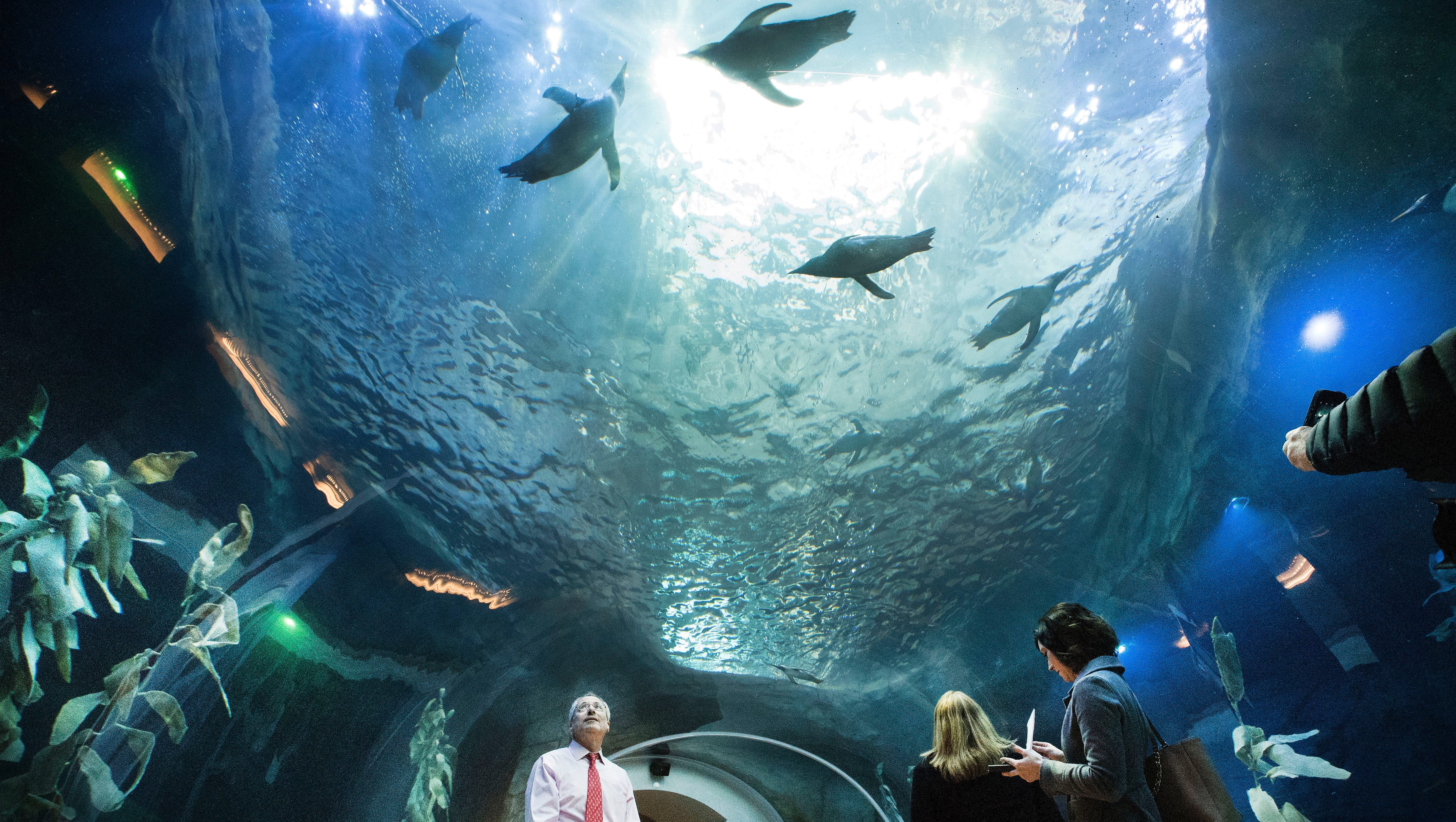 Detroit Zoological Society Executive Director and CEO Ron Kagan enjoys one of several underwater views at the new Polk Penguin Conservation Center at the Detroit Zoo in Royal Oak on April 13, 2016.