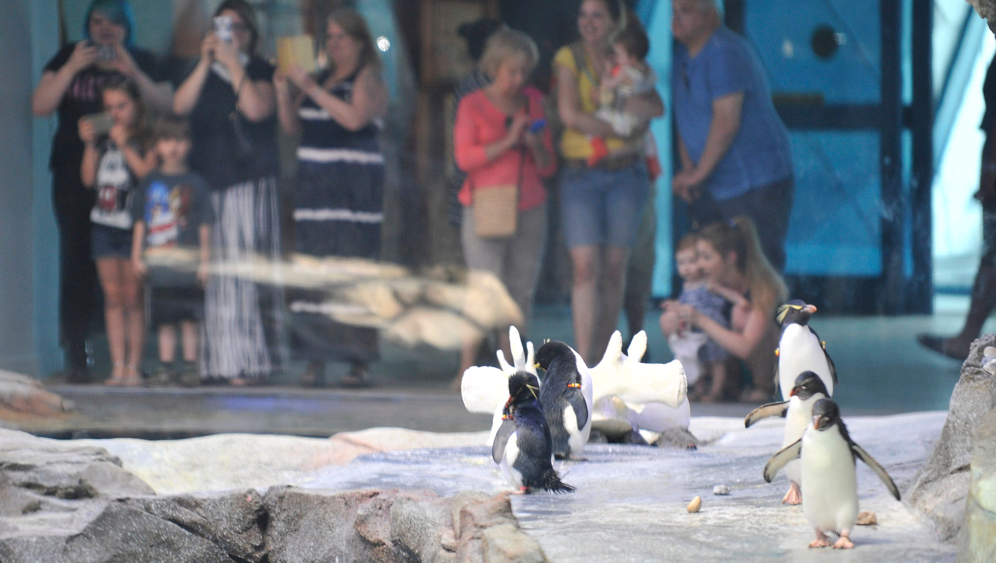 Penguins strut their stuff for visitors at the Polk Penguin Conservation Center.