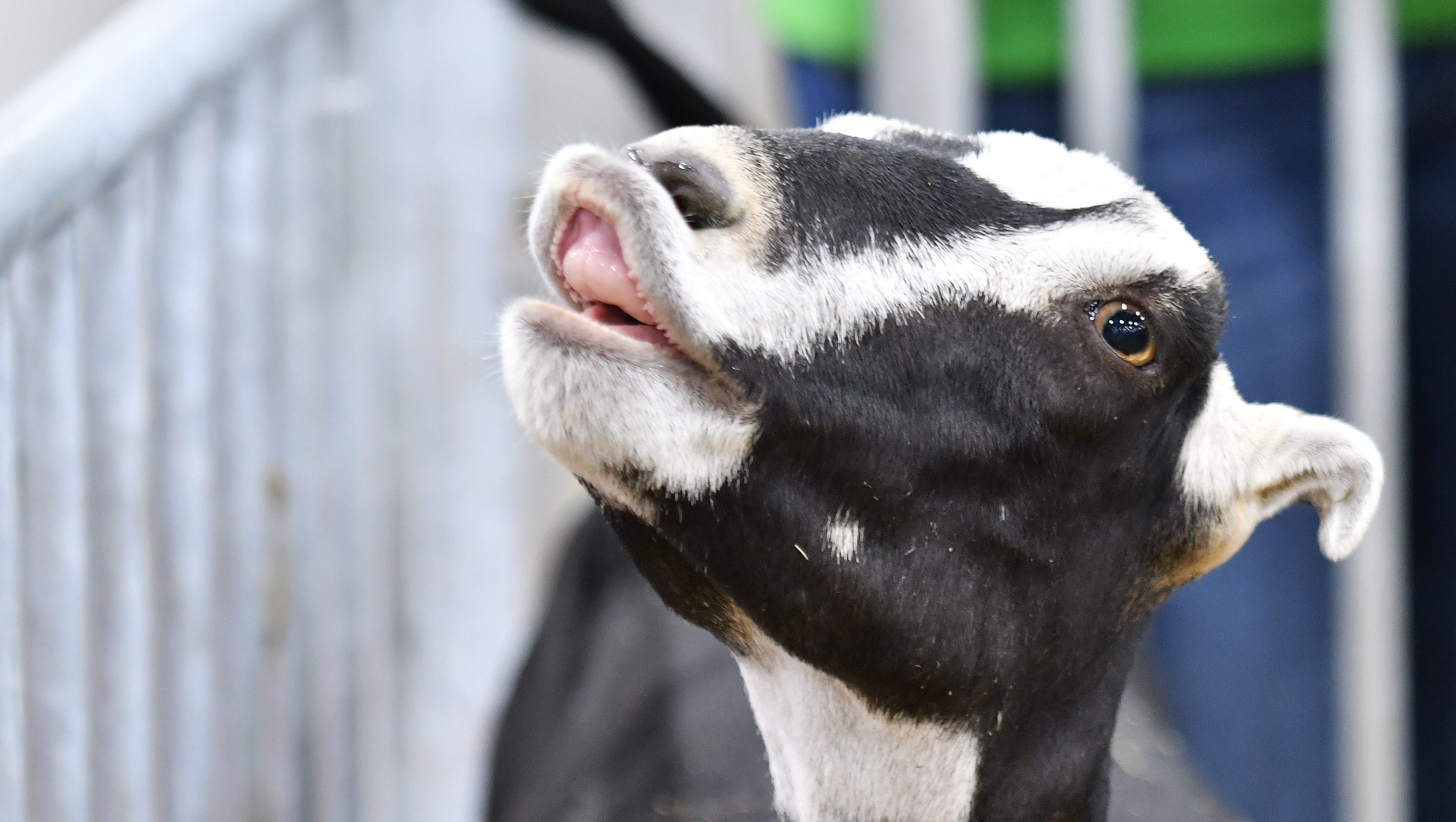This is a LaMancha goat at the Udderly Nuts Dairy Goats display. LaMancha is the only American breed of goat and they were bred for small ears.