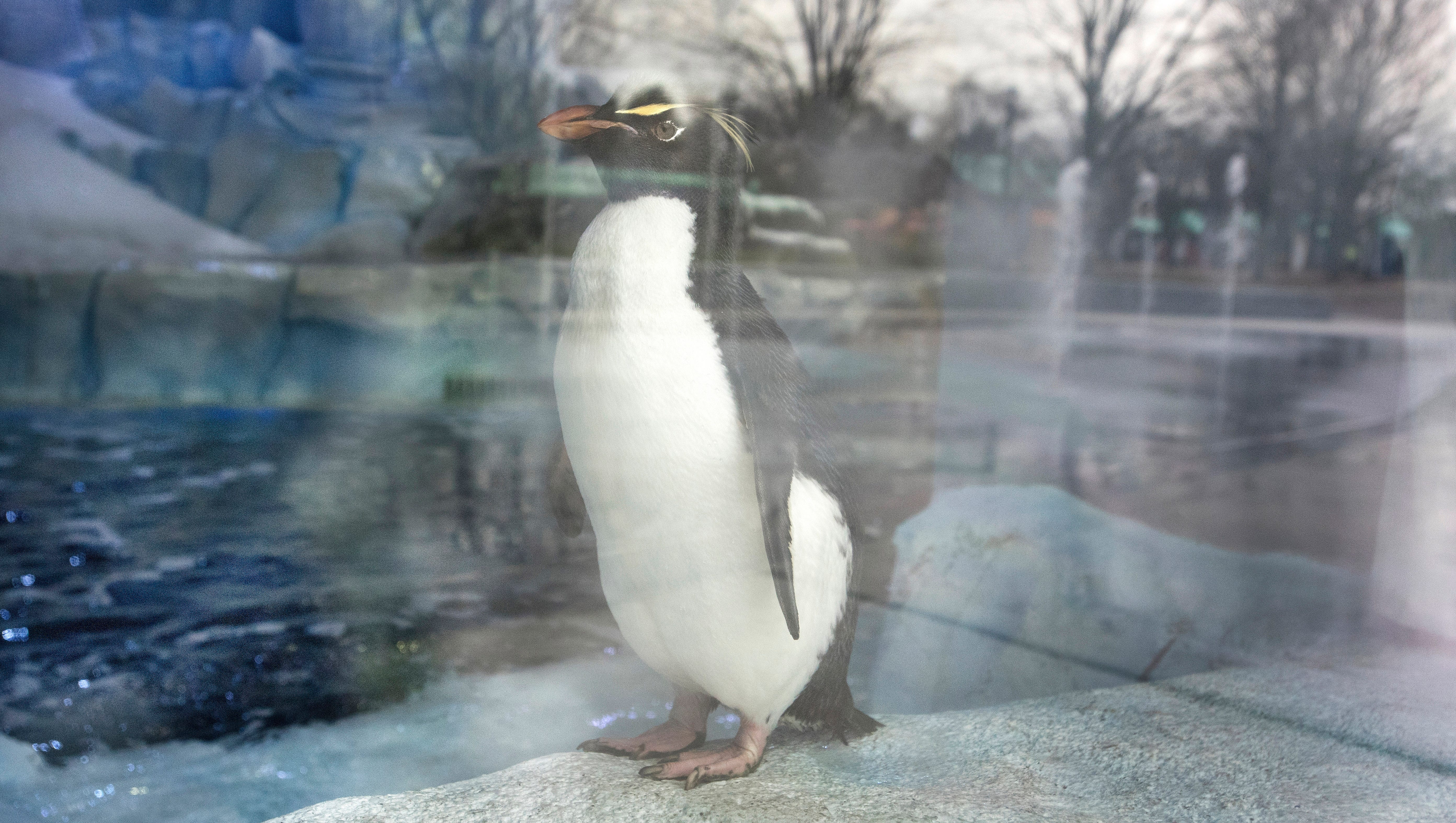 A penguin looks out a window.