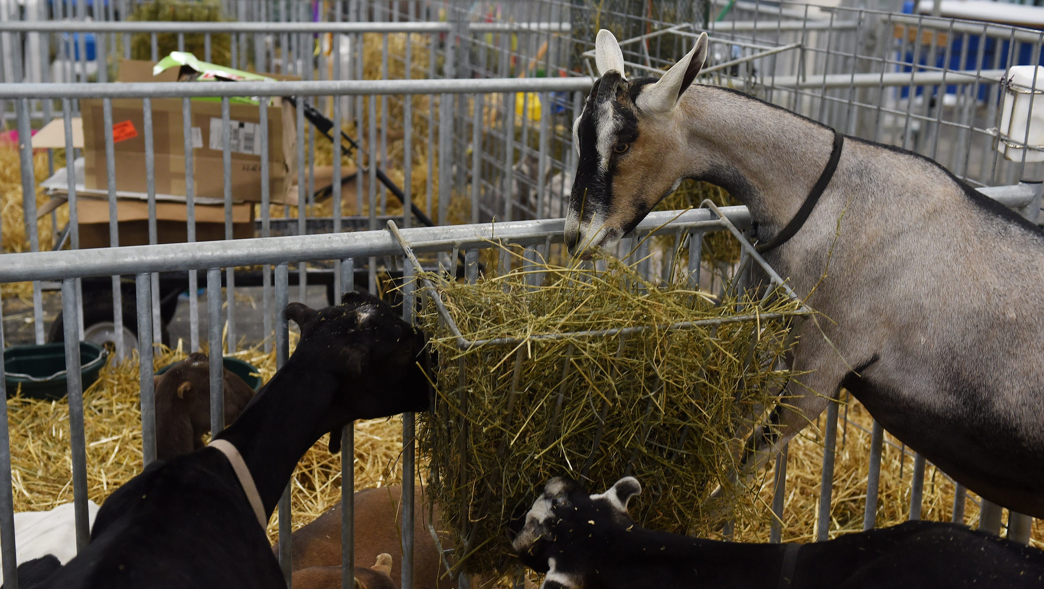 Goats from Udderly Nutz Dairy Goats of Lyons eat hay at their display at the Michigan State Fair.