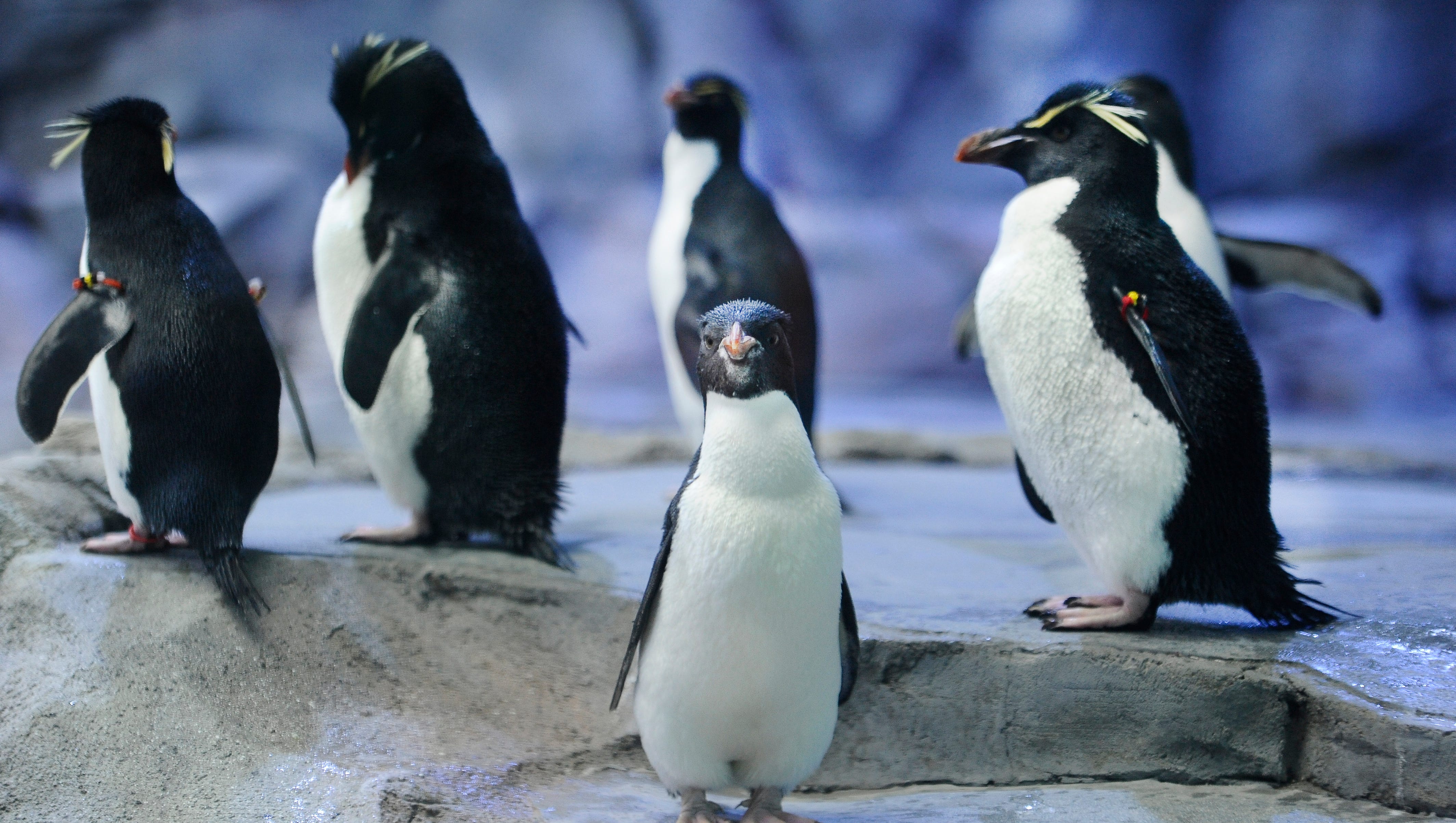 The aquatic area is home to four types of penguins: Southern Rockhoppers, Macaroni, Gentoo and King.