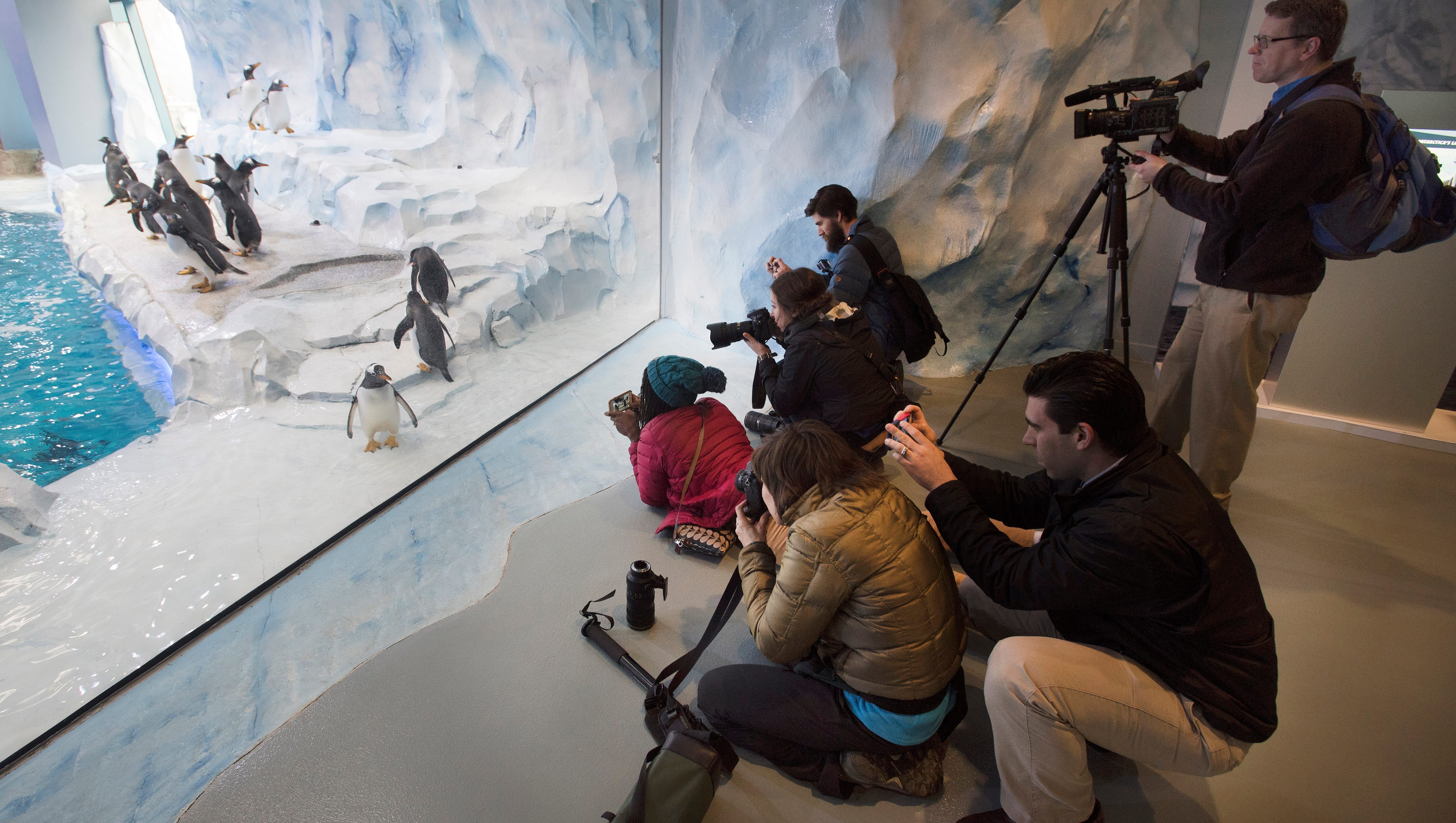 Media line up in front of the floor-to-ceiling windows at the Polk Penguin Conservation Center.