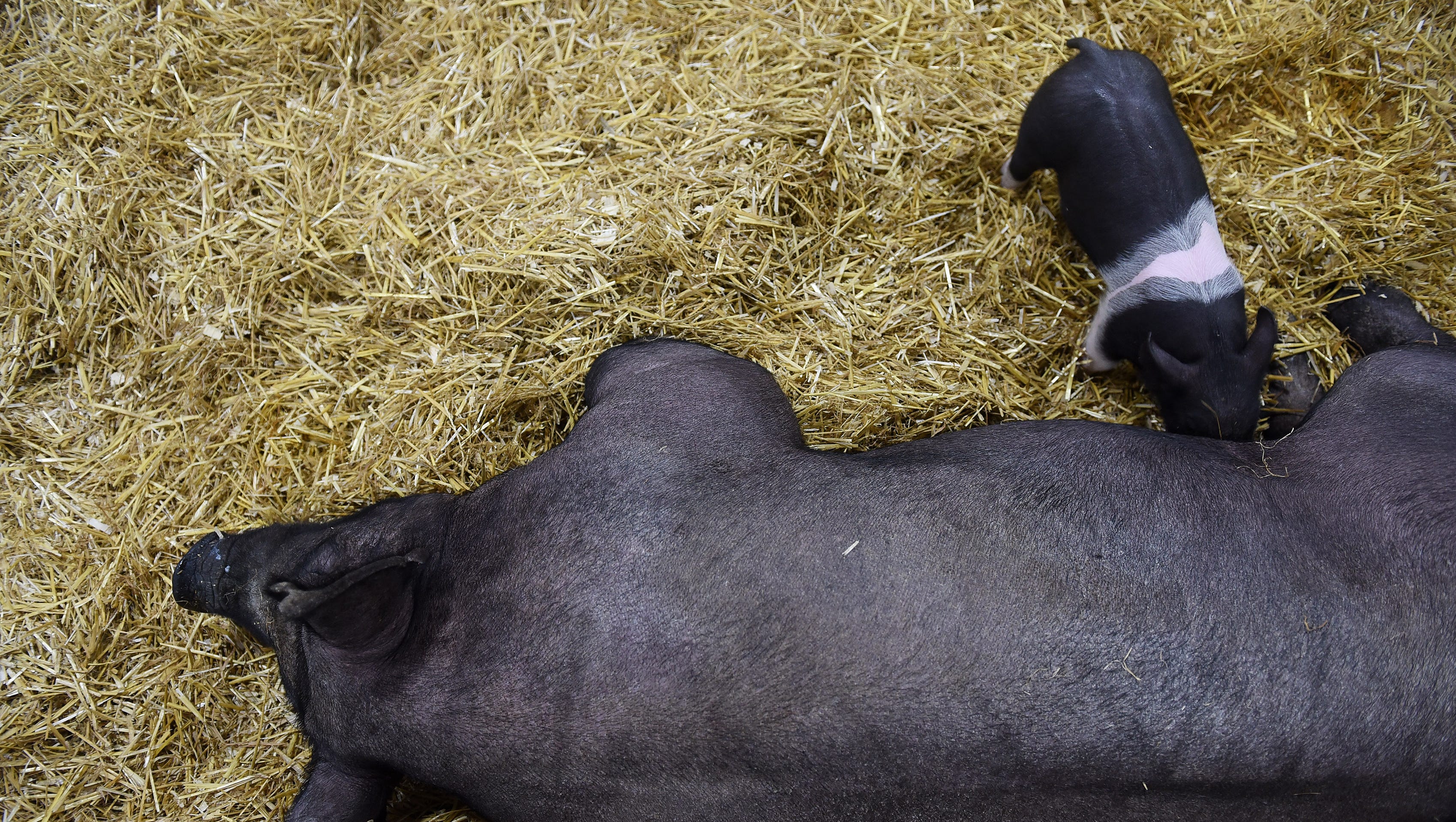 A young pig nurses on its mother, Betty, at the display of Baylee Huff of Durand.