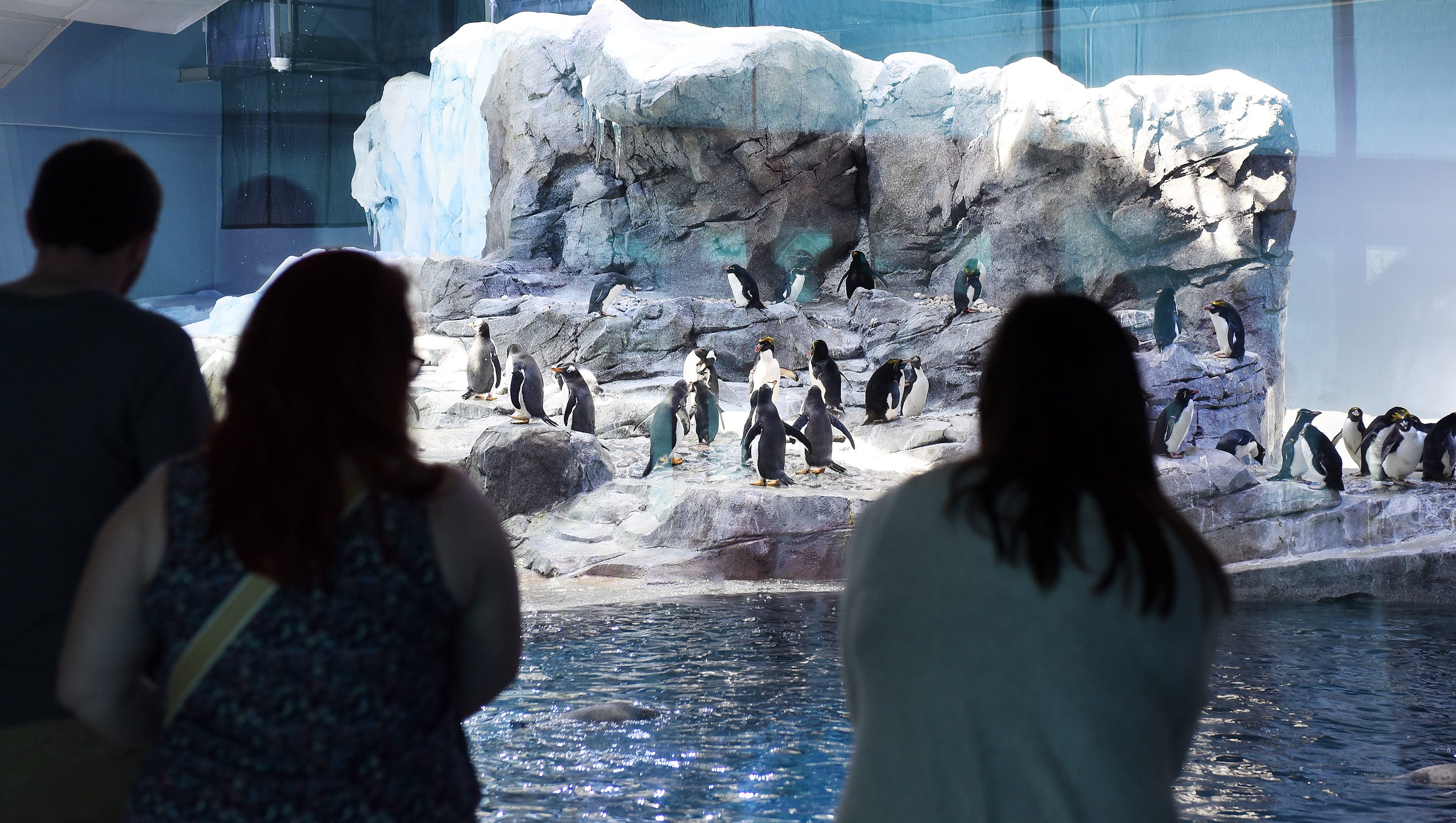 Visitors look at the penguins at the Polk Penguin Conservation Center at the Detroit Zoo on Apr. 18, 2016. Today is the first public day for the penguin conservation center.