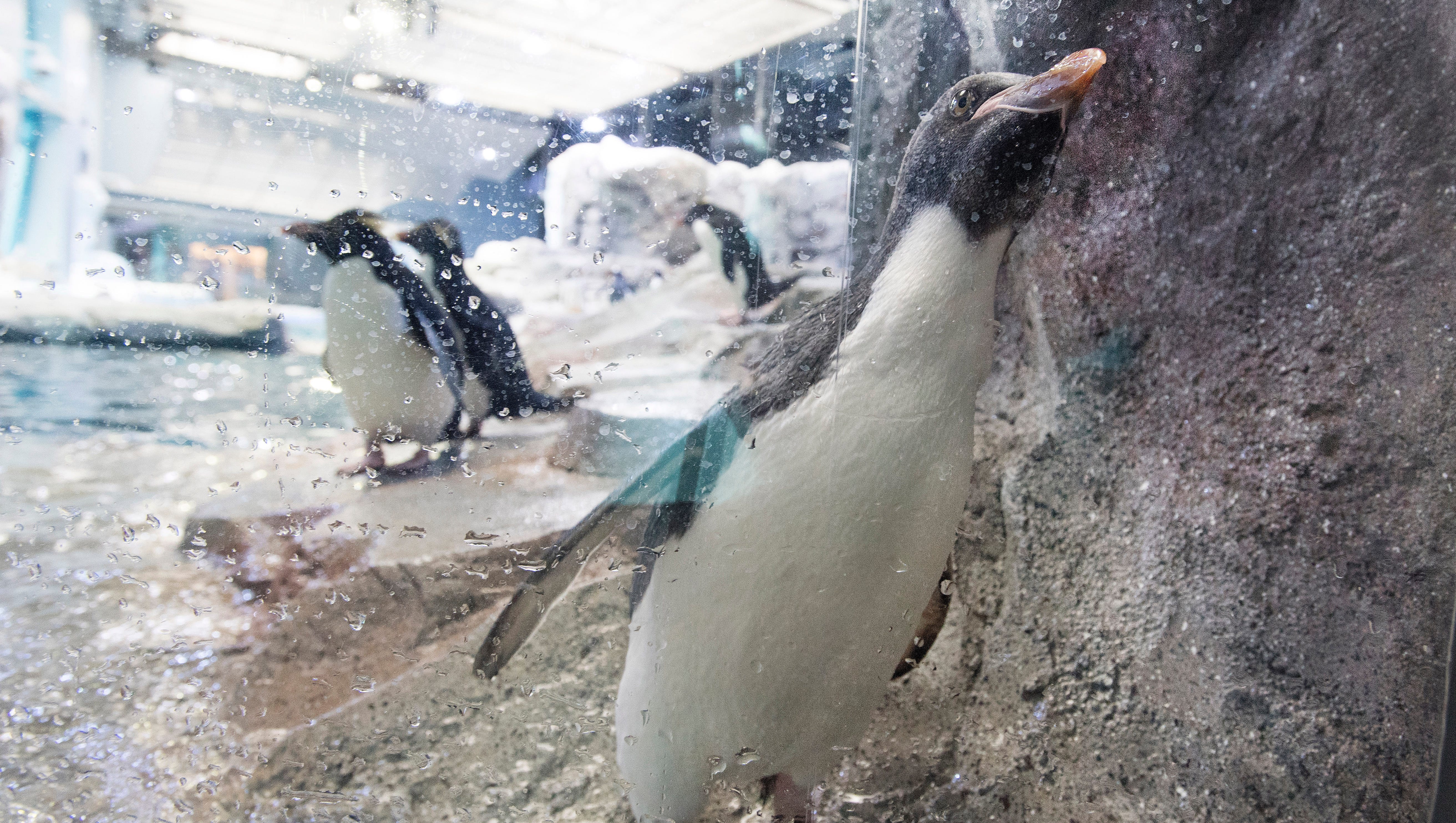 Up close and personal is the name of the game at the Polk Penguin Conservation Center.