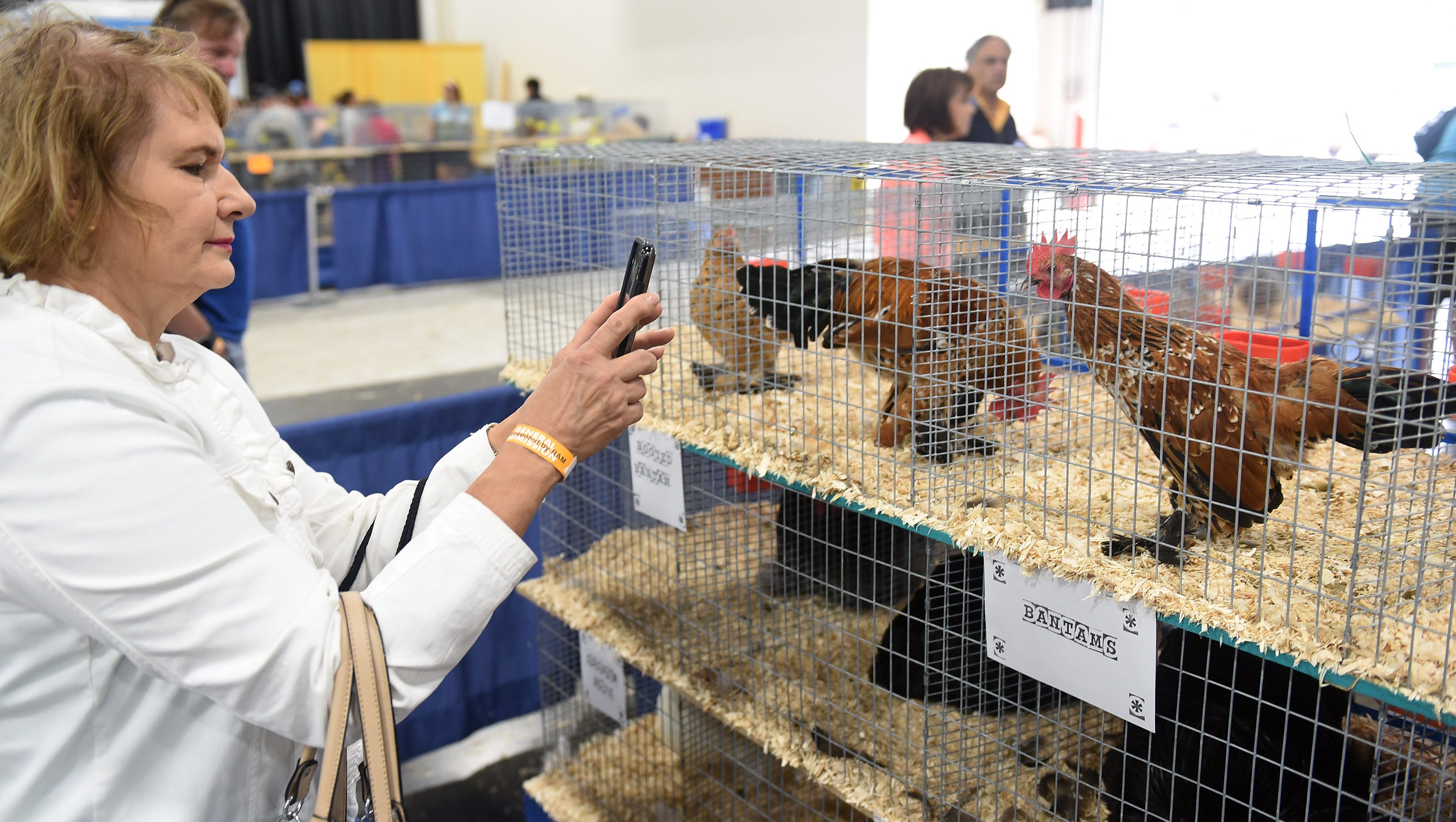 Judie DeCia of Howell takes photos of the Bantam chickens at the Michigan State Fair.