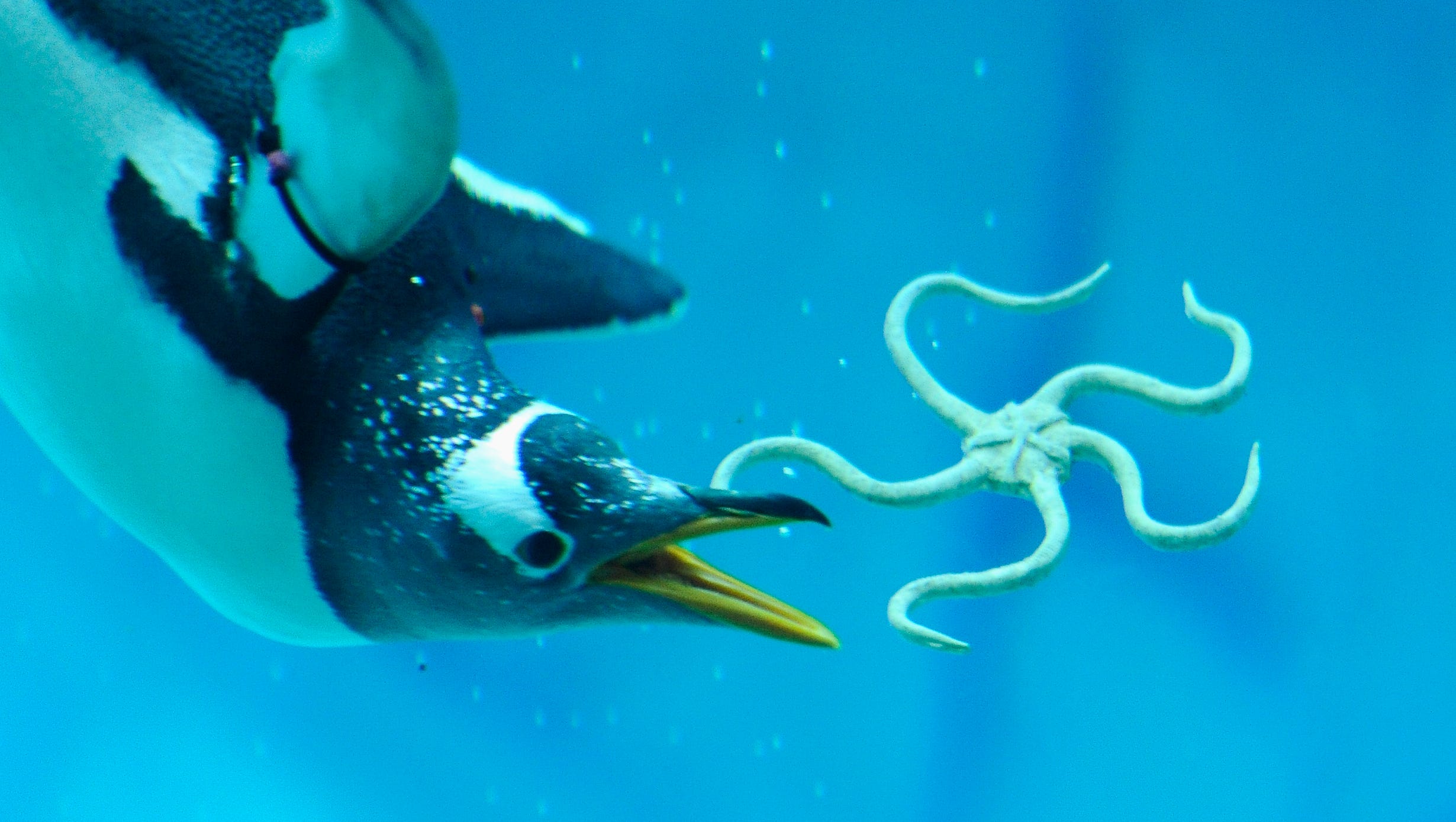 A penguin plays with a fake starfish in the 326,000-gallon aquatic area.
