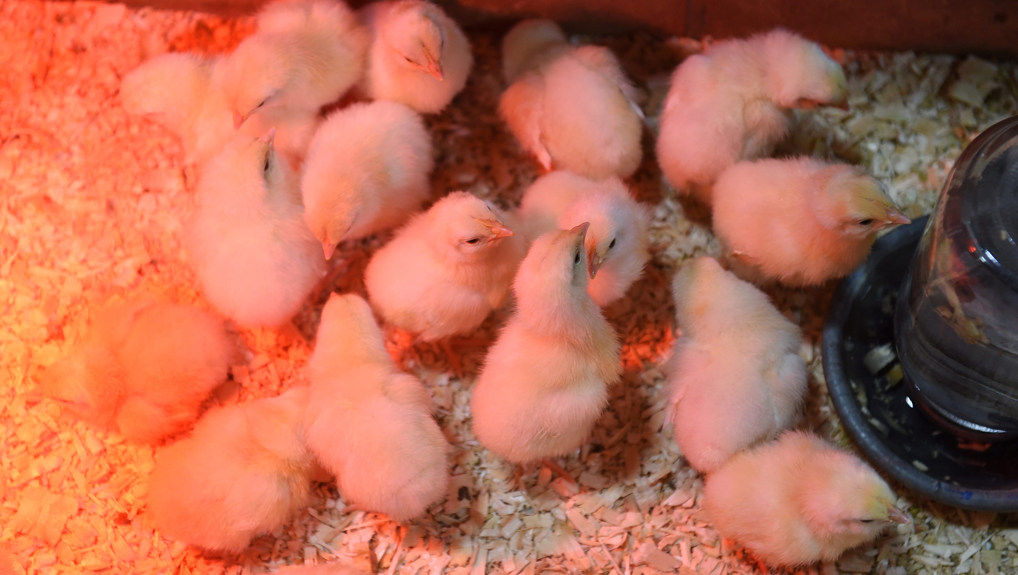 These are newly hatched chicks at the Beginning of Life display.