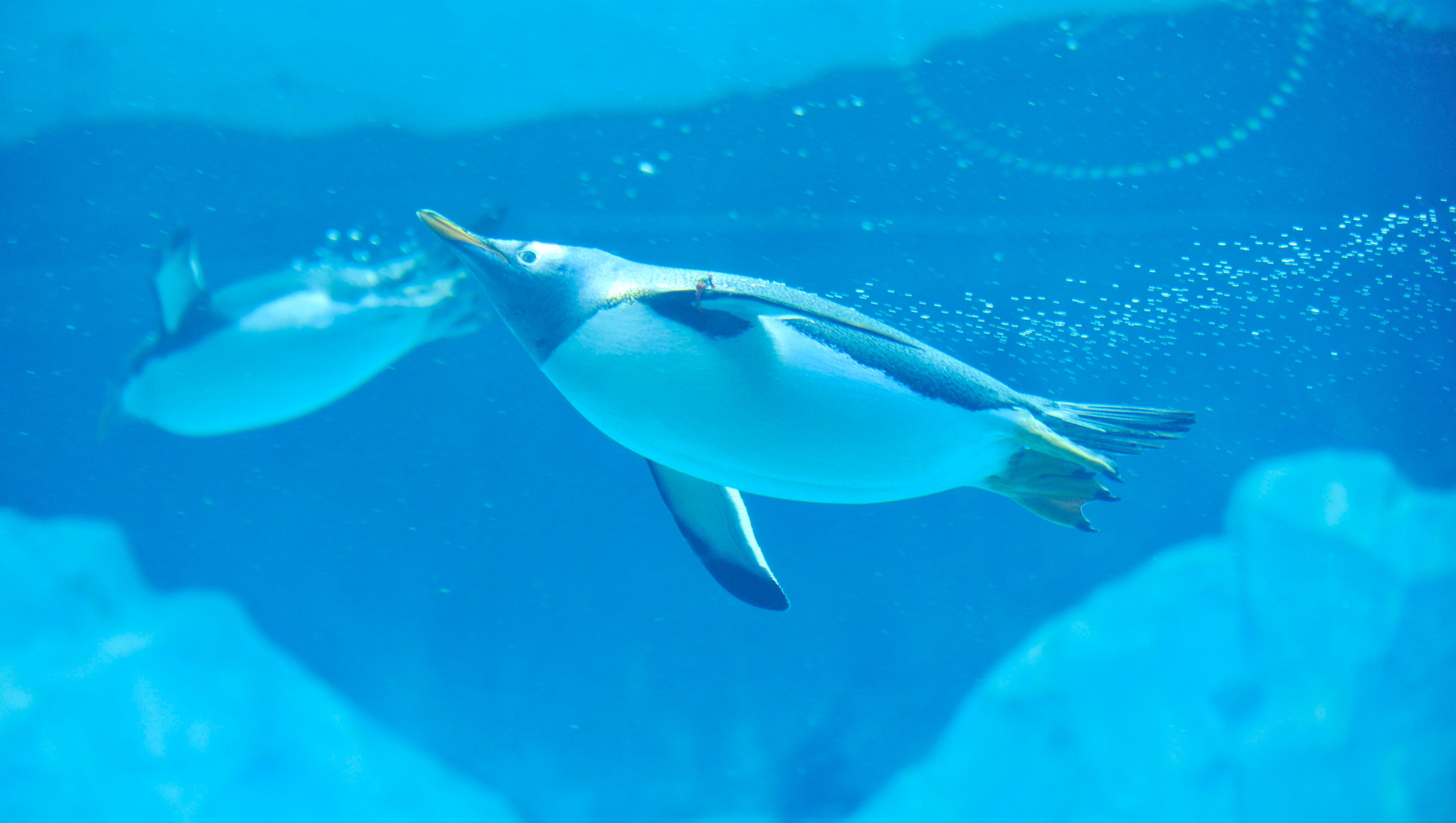 Penguins swim through the water at the Polk Penguin Conservation Center.