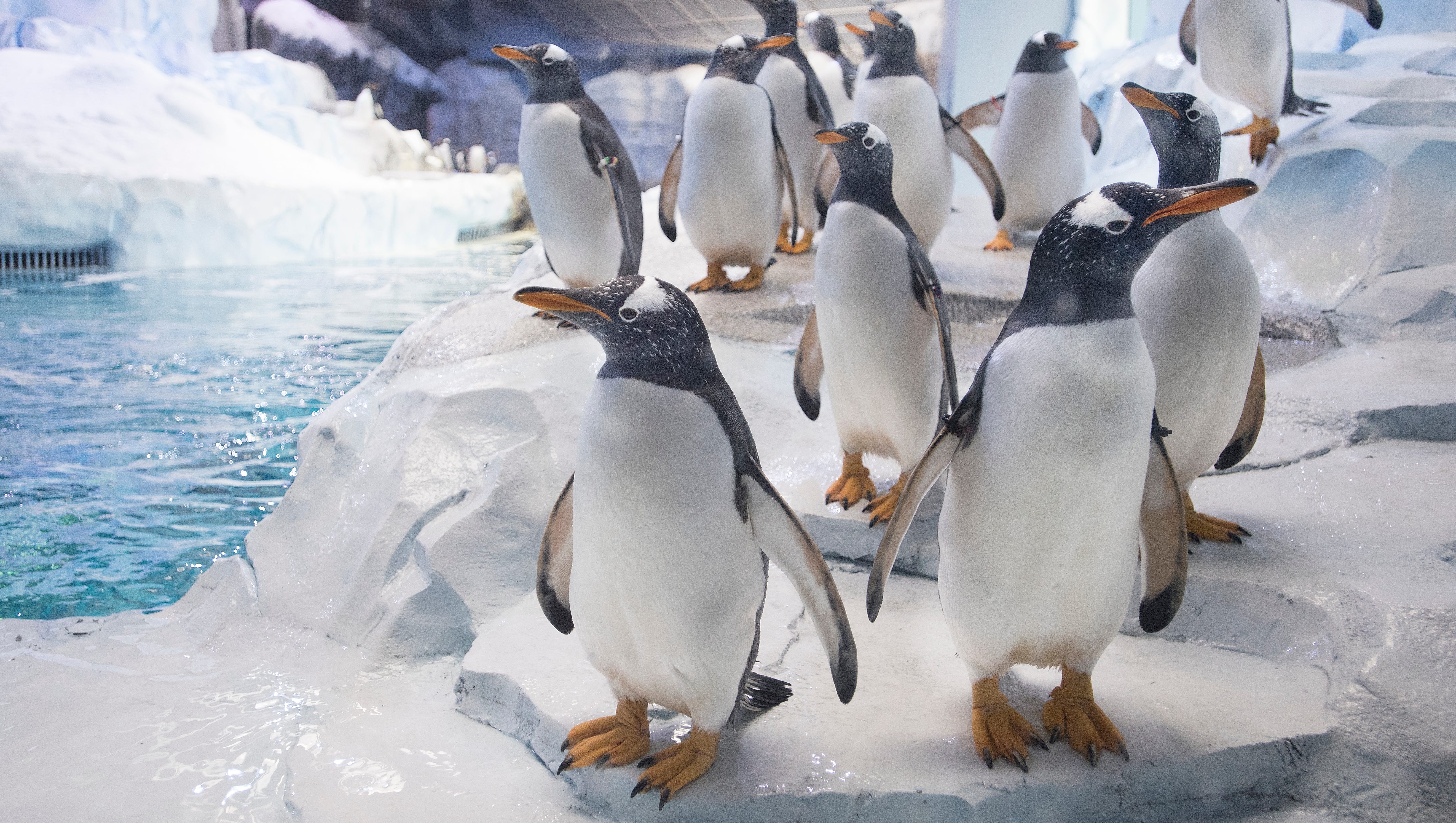 Penguins make their way up to one of the floor-to-ceiling windows, exploring their new habitat and the strange creatures on the other side of the window.