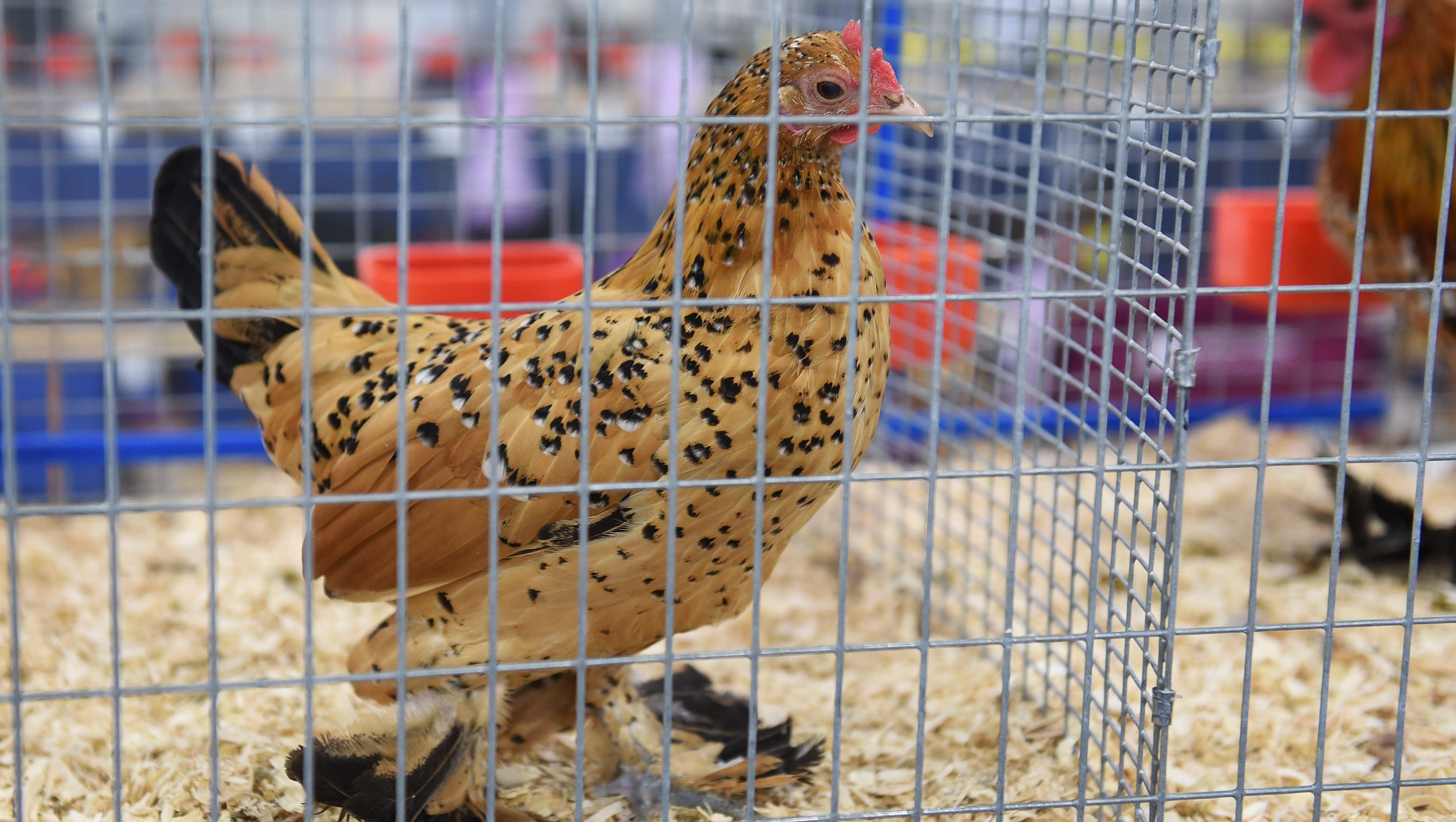 This is a Booted Bantam chicken at the Michigan State Fair.