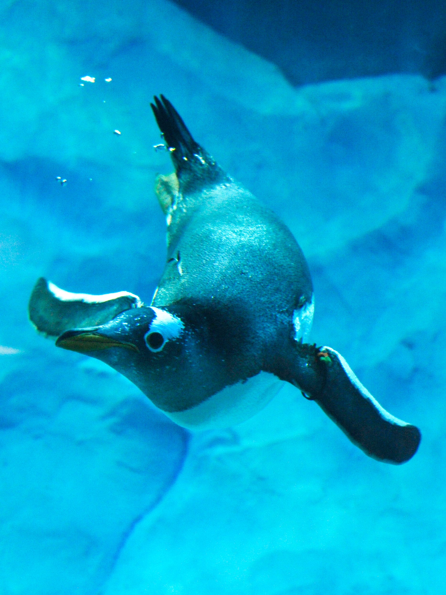 Penguins explore their new habitat at the Polk Penguin Conservation Center at the Detroit Zoo.
