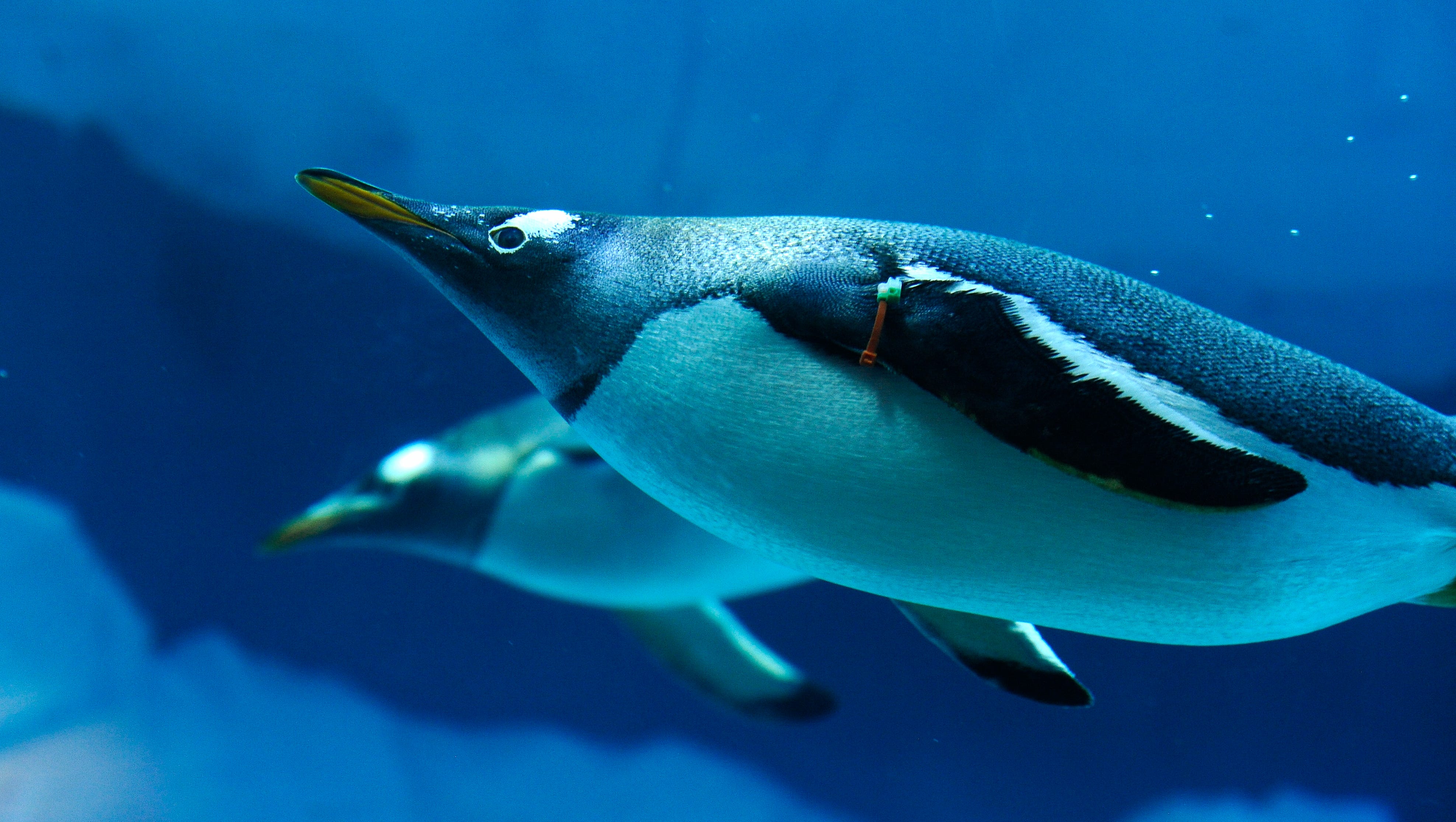 Penguins glide past the acrylic floor to ceiling viewing areas in the new habitat.