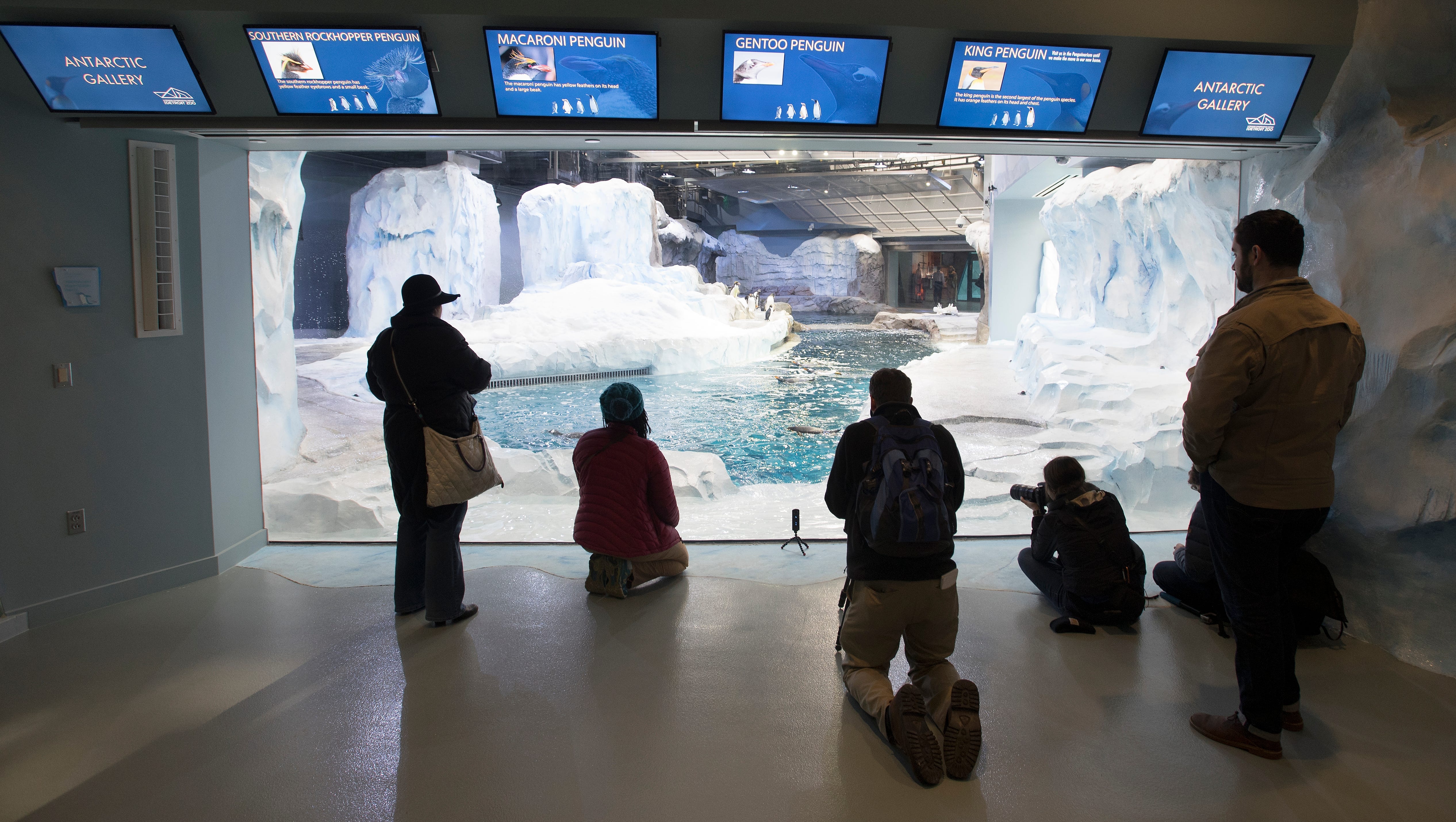 The new habitat features air temperatures at a near-freezing 37 degrees Fahrenheit but considerably warmer for the viewing public.