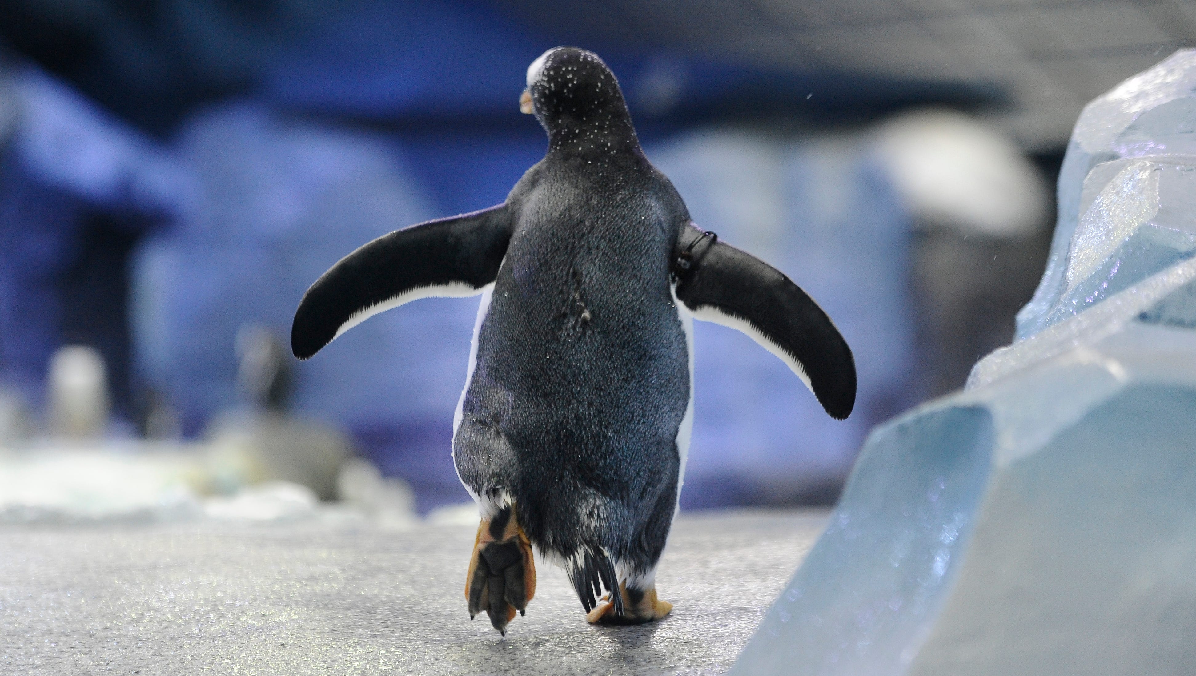 Penguins explore their new habitat at the Polk Penguin Conservation Center at the Detroit Zoo.