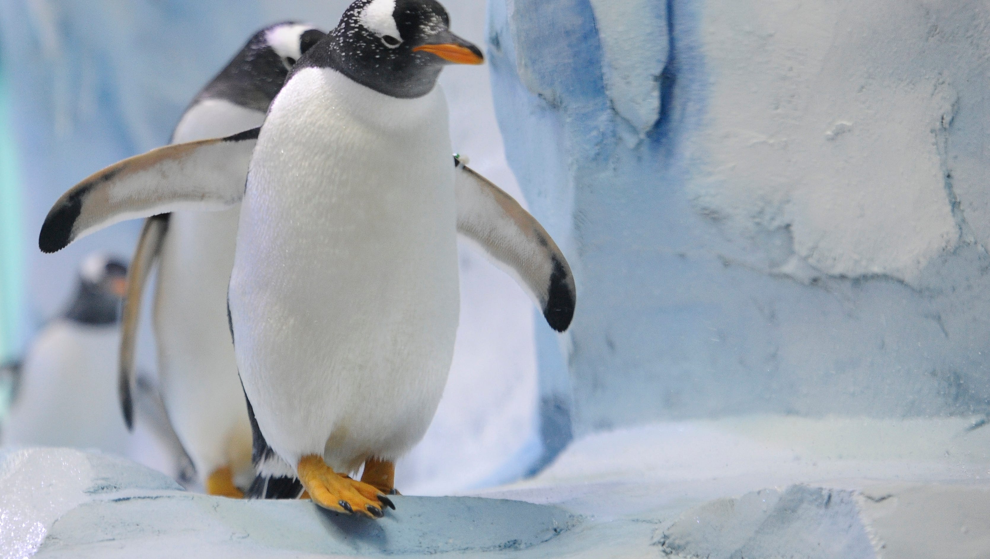 An April 13 media preview preceded the public opening on April 18 of the Polk Penguin Conservation Center at the Detroit Zoo in Royal Oak.