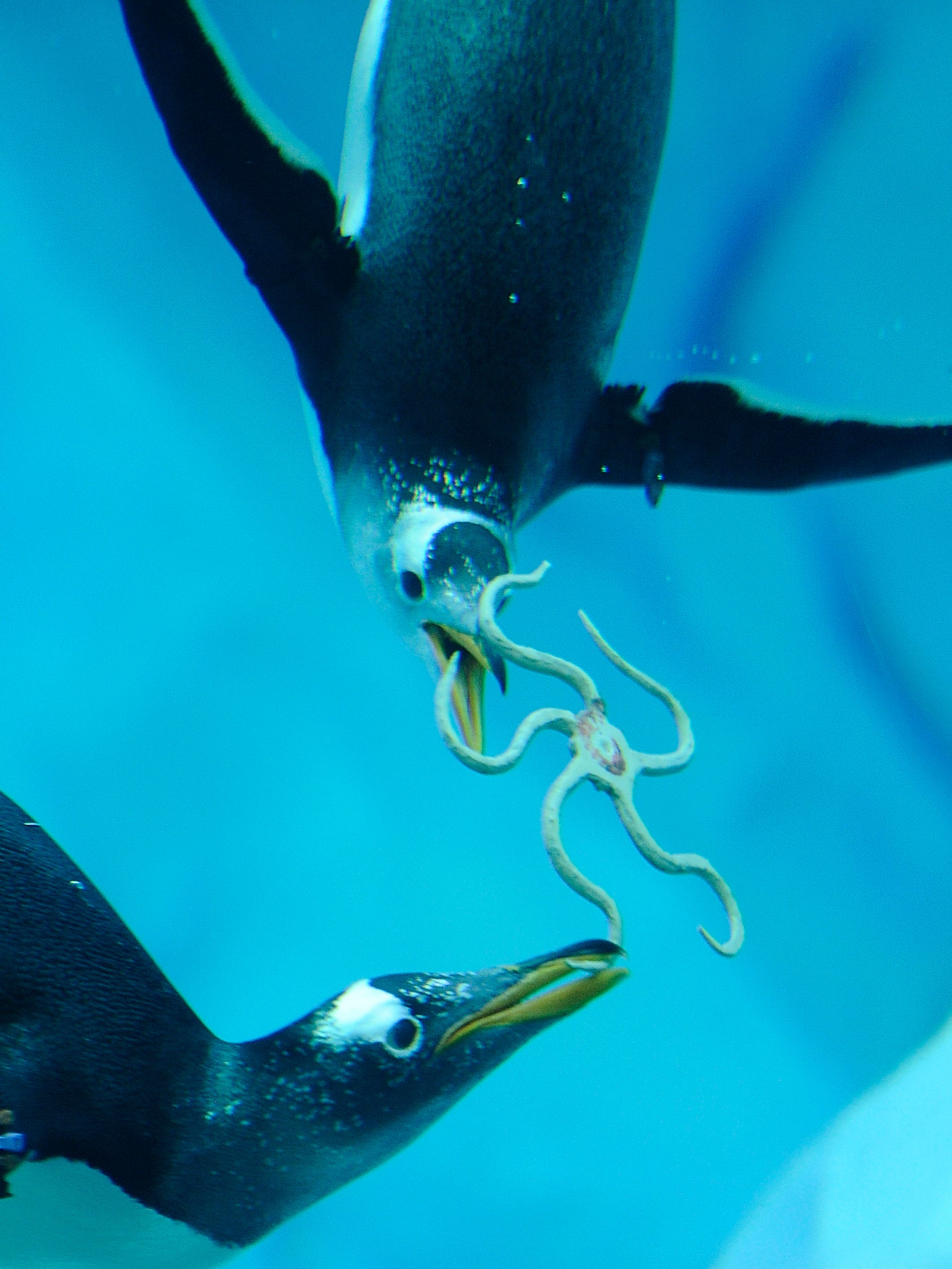 Two penguins play with a fake starfish in the 326,000 gallon aquatic area.