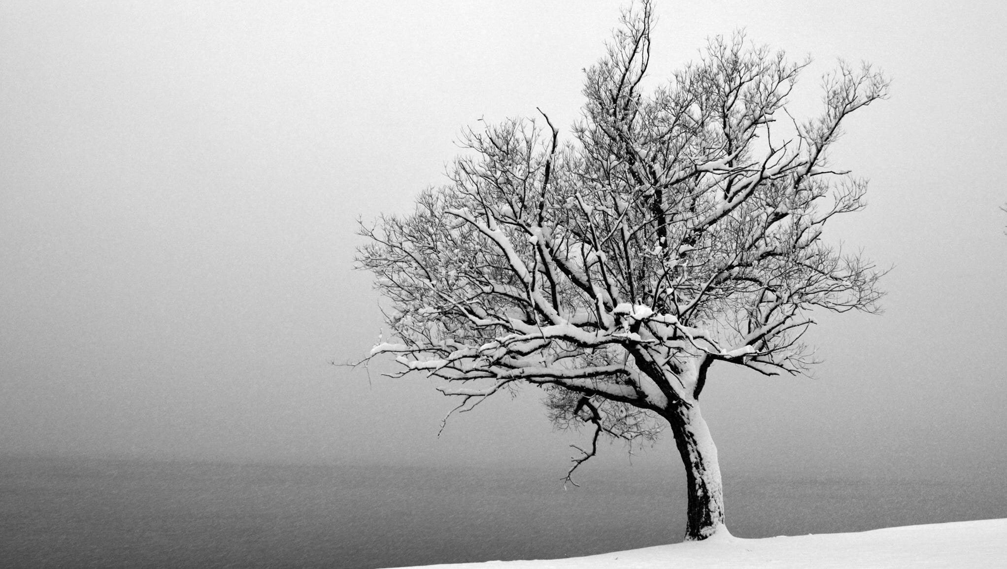 Mike Head of Commerce Township, took “Winter is Coming? No, winter is here” on that November Saturday last year when we had a surprise snowstorm. "Because the temperature was hovering around 32 degrees, a fog layer obscured most of the lake. Even though the image is in black and white, the actual scene had nearly the same color palette."
