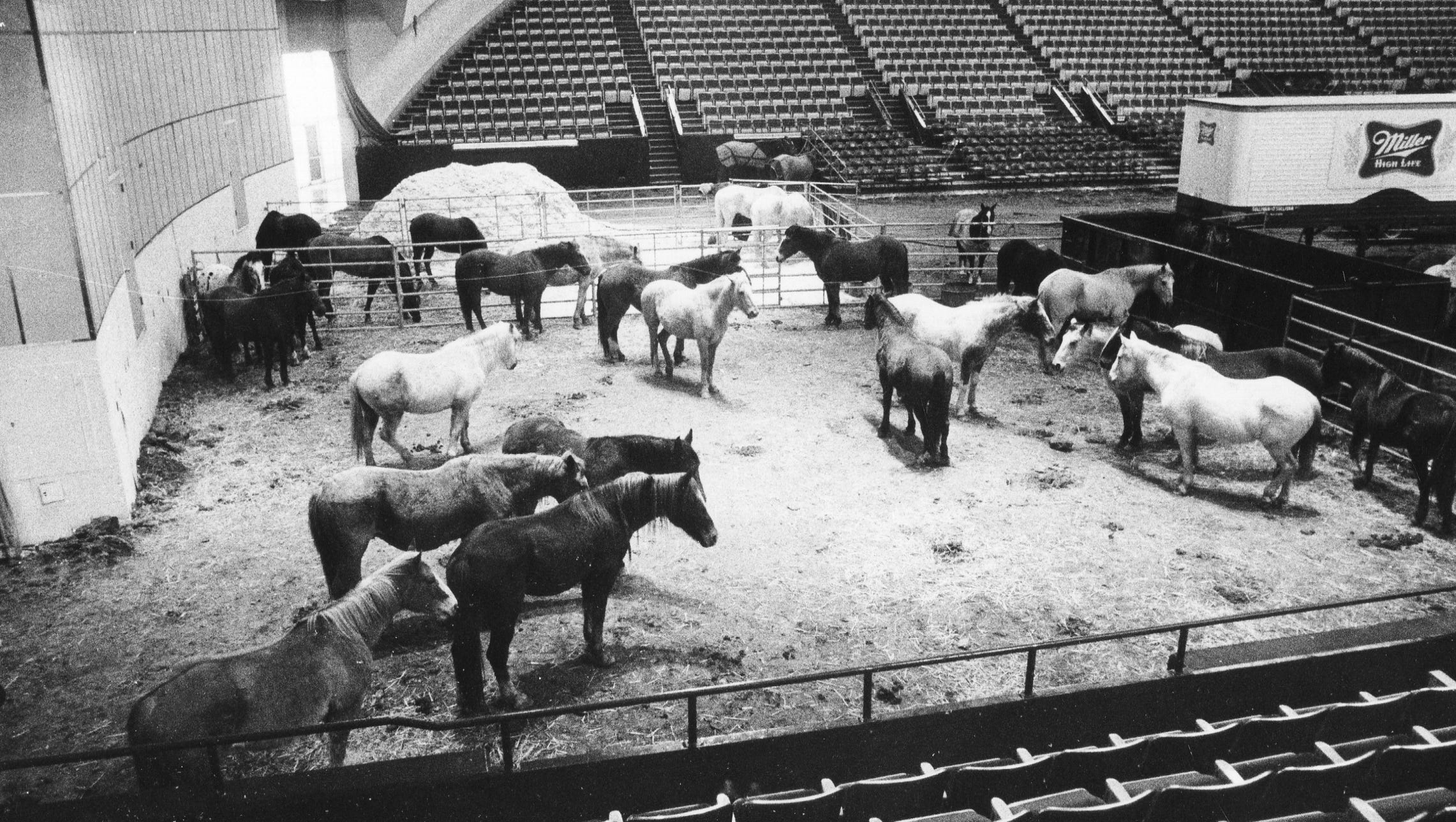 Cobo Arena becomes a temporary stable before a rodeo is hosted there on  Jan. 14, 1981.