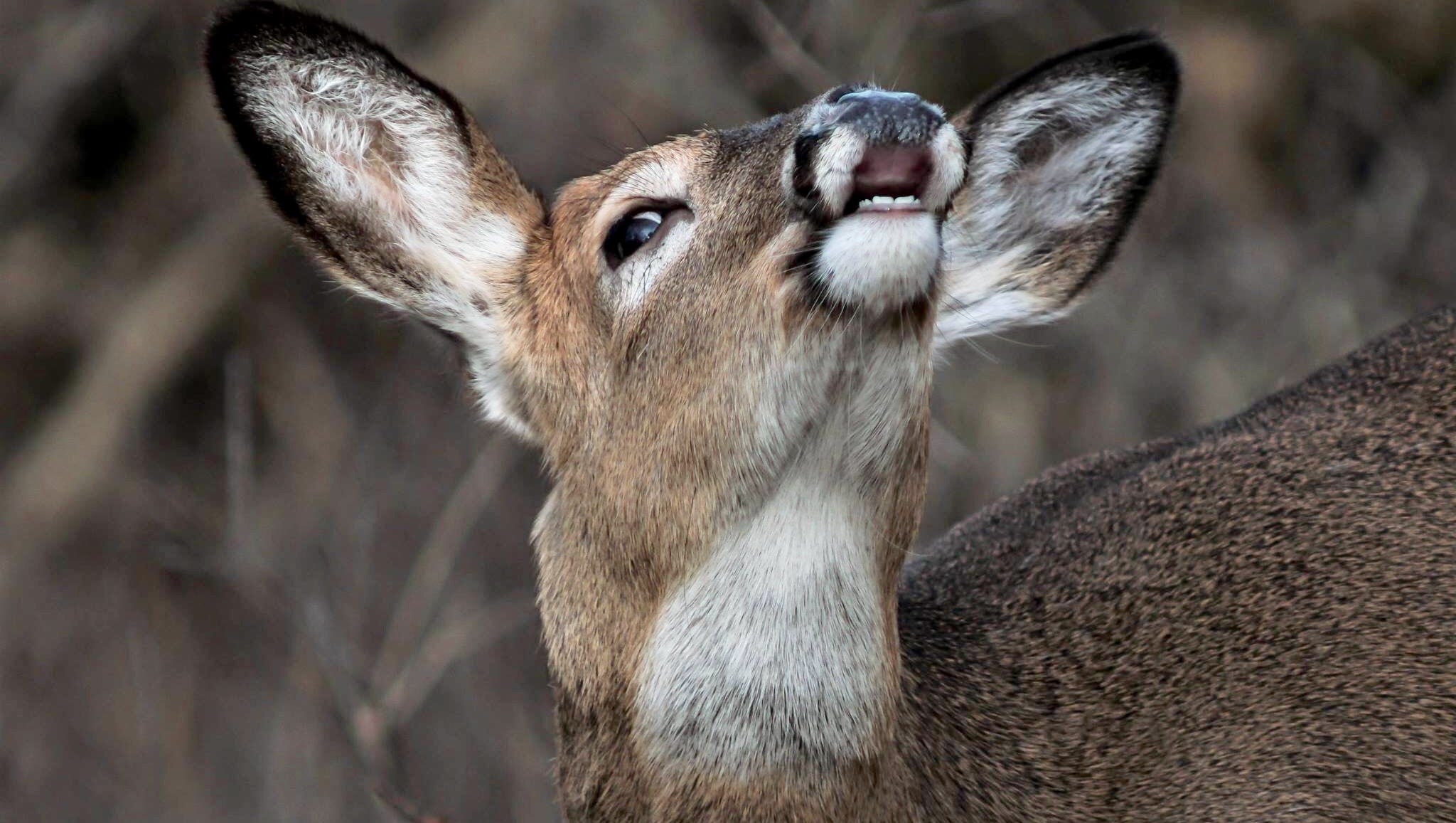 "I was taking photos of a large 9-point white-tailed buck," said James Timmer of Troy,  "when this doe came up a hill near me and stopped and started sniffing the air. I got this shot as she was in mid sniff."