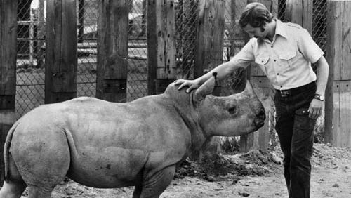 Boblo Zoo curator Steve Davis with Baruba, the white rhino, June 20, 1972. The zoo was one of the main attractions on the island amusement park.