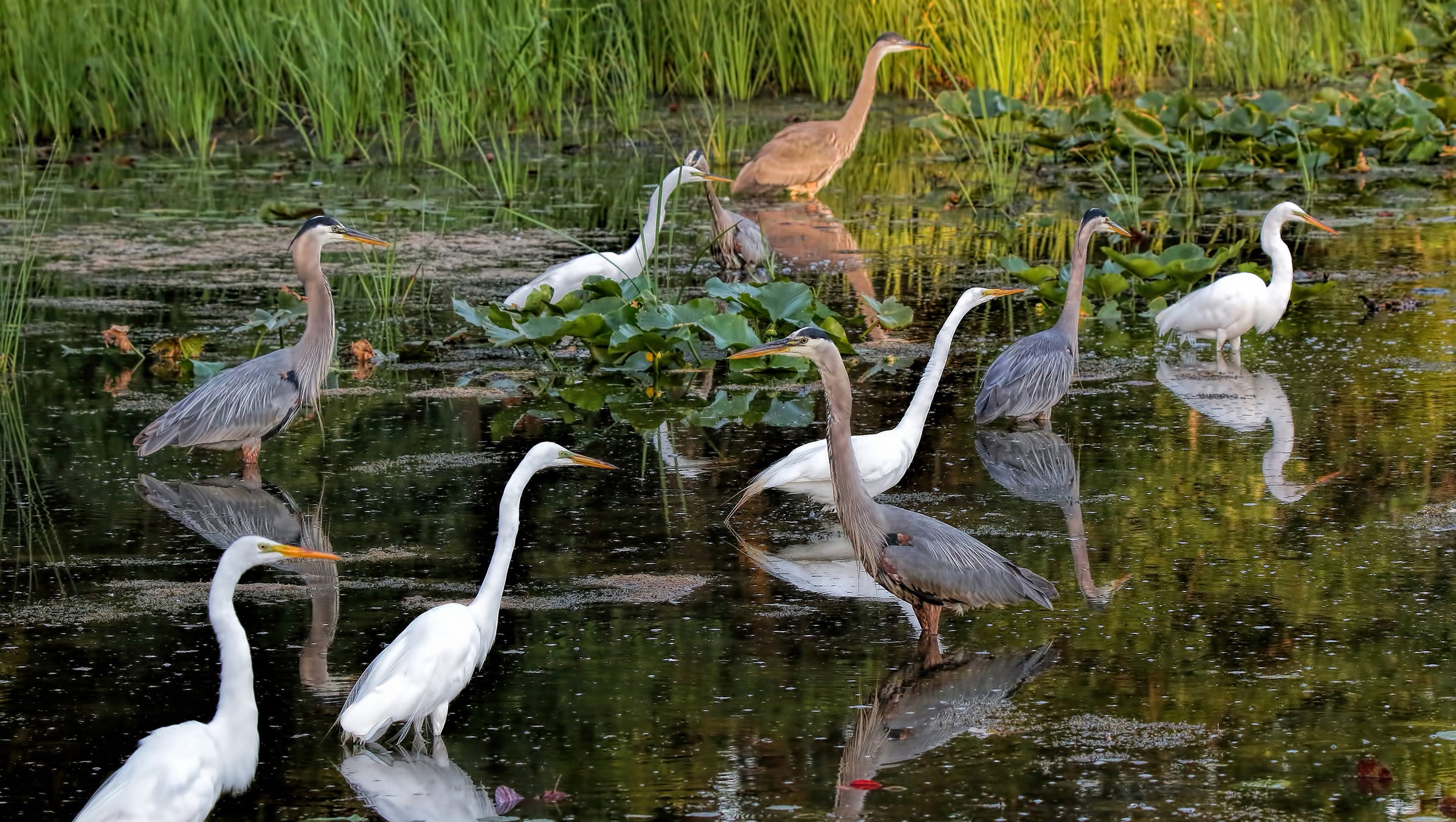 Young Great Blue Herons and Great Egrets practice fishing at Kensington Metro Park in "Fledglings," by Mudg Poster of West Bloomfield. "They pulled many sticks, rocks and pond greens out of the water," she said. "Every once in awhile a surprised bird caught a fish."