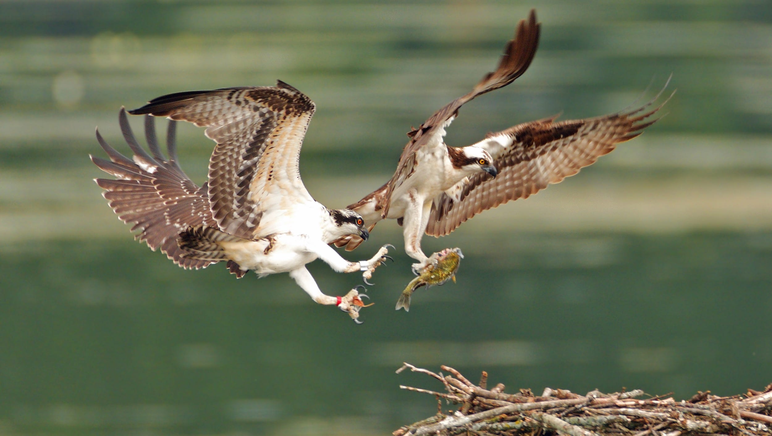Bird watcher John Xu of Novi waited more than three hours near an osprey nest at Kensington Metro Park for the money shot, which he titled "I Can't Wait." "It was a great moment to see the mother osprey flying back (to her chicks) with a fish," Xu said.