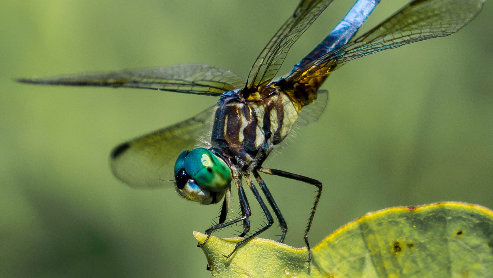 Randy Maslovich of Northville was at Kensington Park, waiting for an osprey to return to its nest. "I had my macro lens and decided to look around in the brush and found this dragonfly," he said. "I approached very slowly to not scare it away and was able to get close enough for some clear shots."