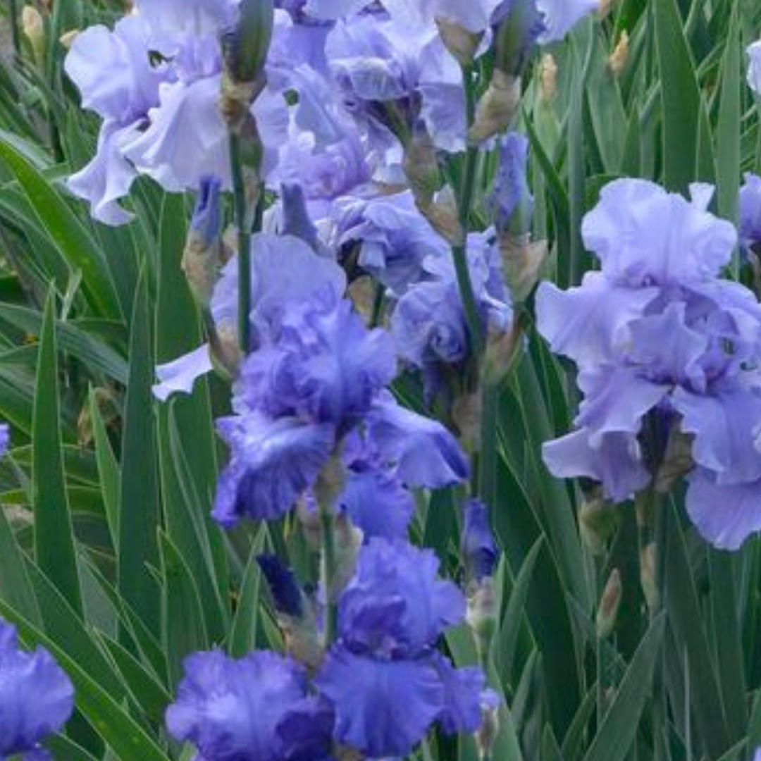 Cathy Egerer, past president and current outreach coordinator for the Historic Iris Preservation Society (HIPS), will trace the history of bearded irises from early species to modern cultivars.