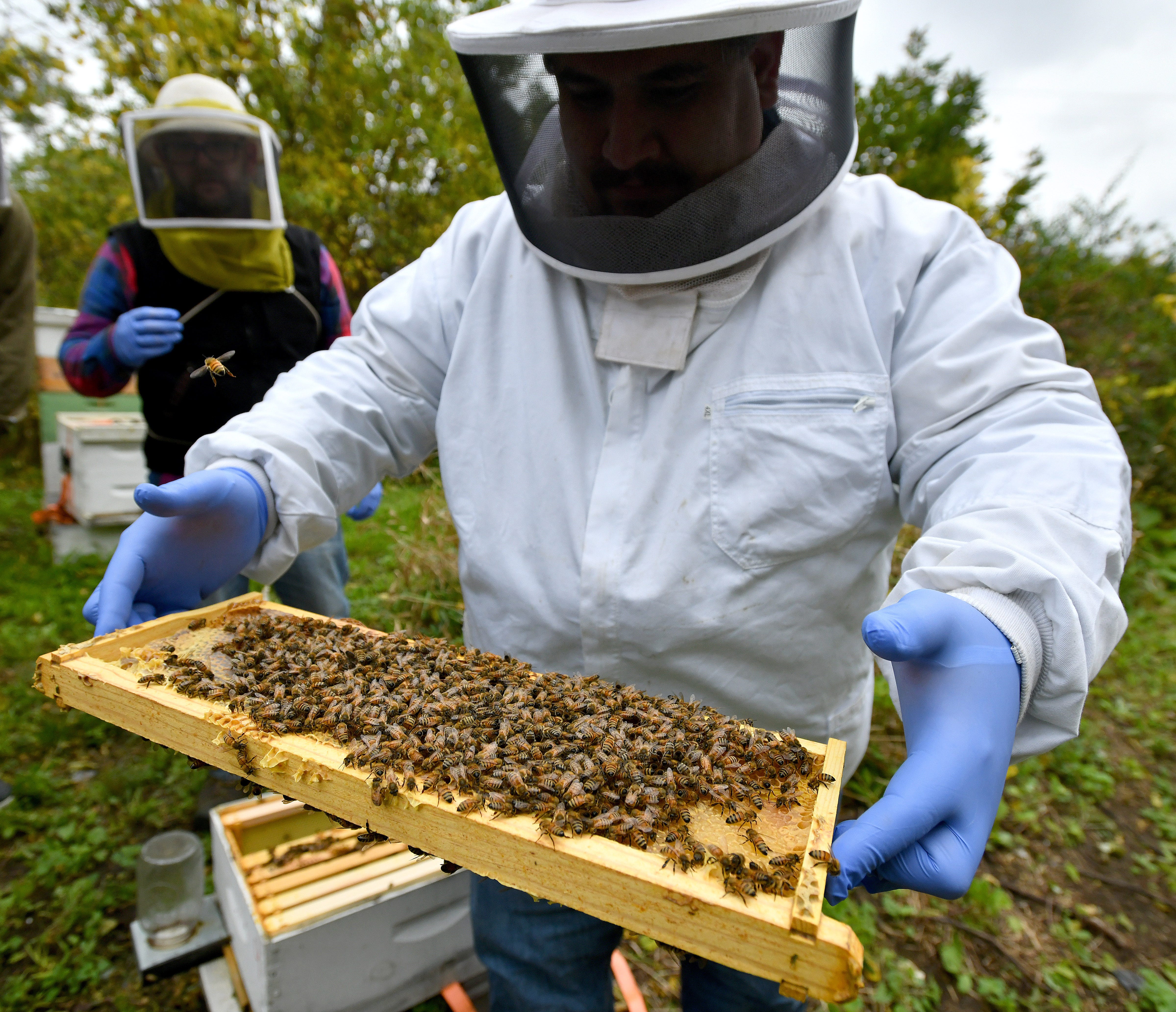 Marine Corps veteran Tom Kusar holds a frame removed from a hive box covered with honey bees. Kusar is being coached by Adam Ingrao (in background), who runs Heroes to Hives, a program that uses beekeeping as a therapeutic and entrepreneurial tool for returning veterans.
