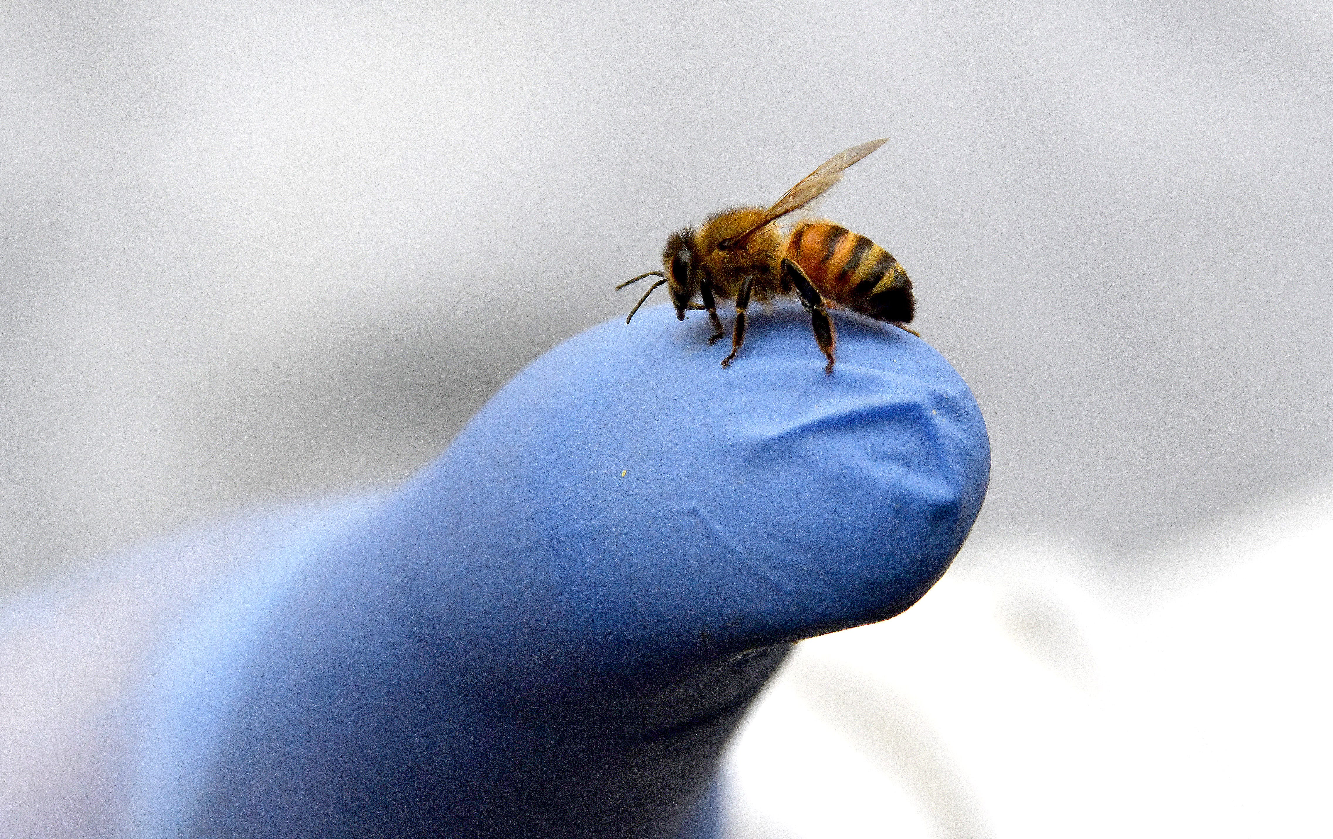 Marine veteran Tom Kusar allows a honey bee to inspect his thumb after it's hive was opened.