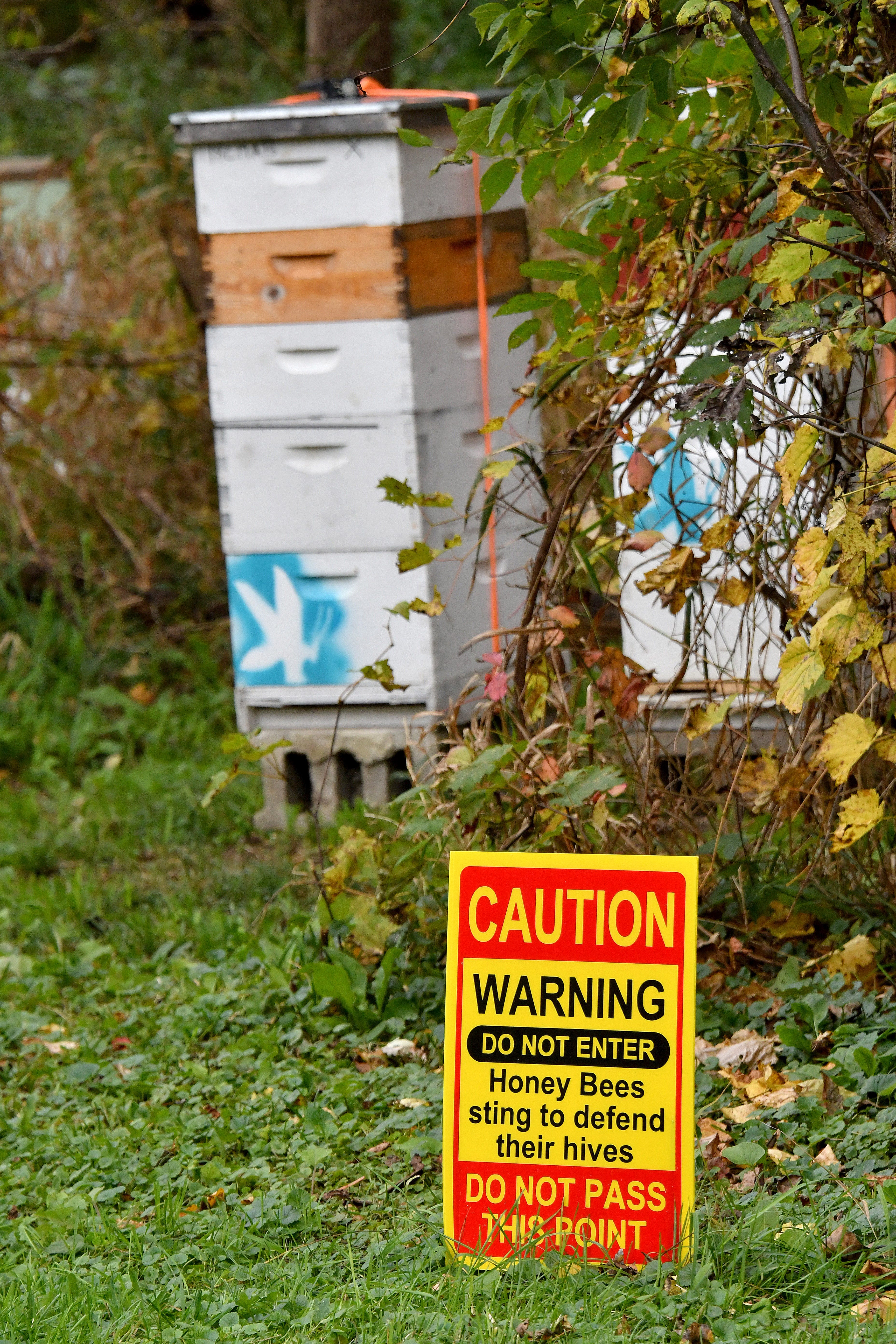 Signs warn casual visitors away from hives of honey bees in this Lansing neighborhood.