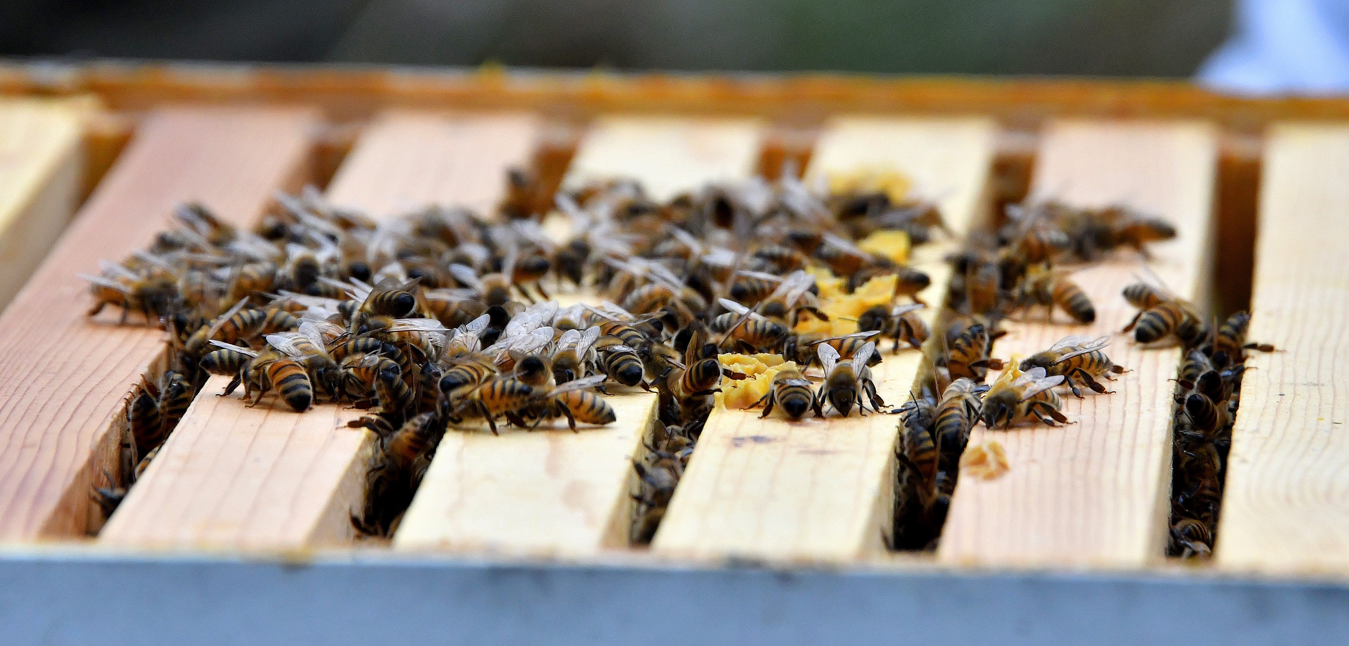 Honey bees cluster over a box of frames exposed in a hive. When the weather turns cold, the bees gather in a "ball" to stay warm.