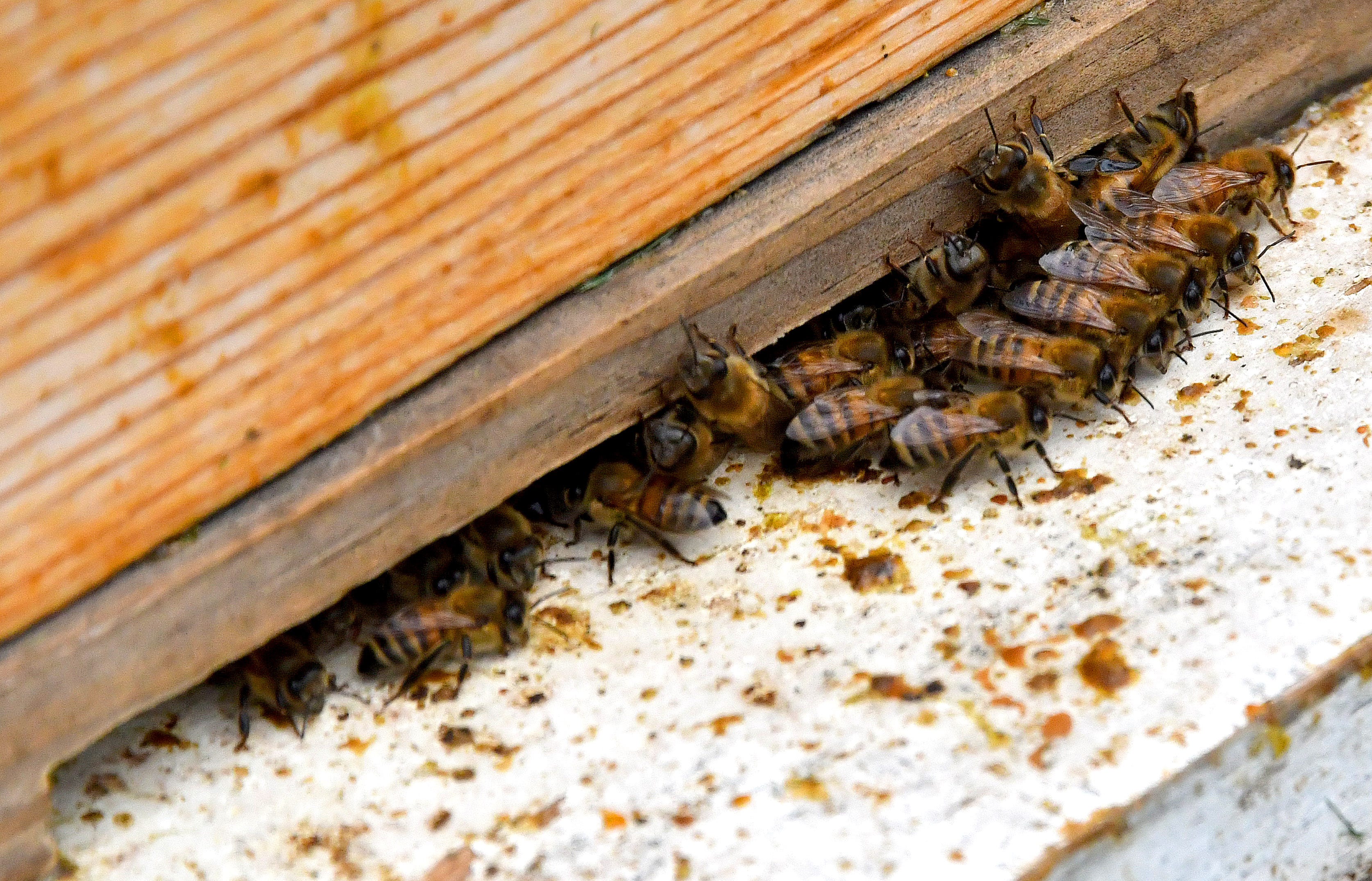 Honey bees guard the entrance to their hive.