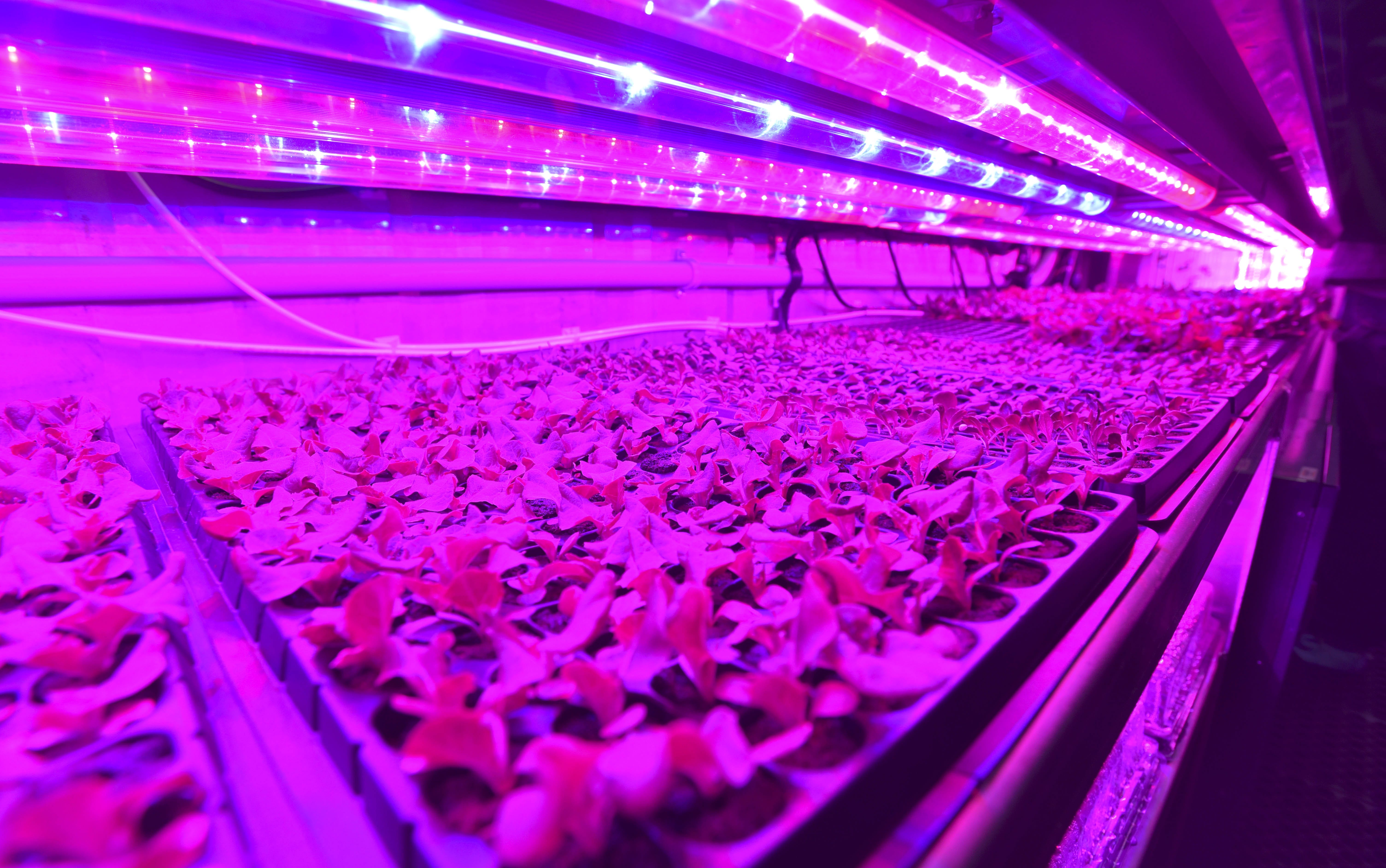 Lettuce seedlings grow under grow lights in seedling troughs in a shipping container at Cass Community Social Services on Wednesday.