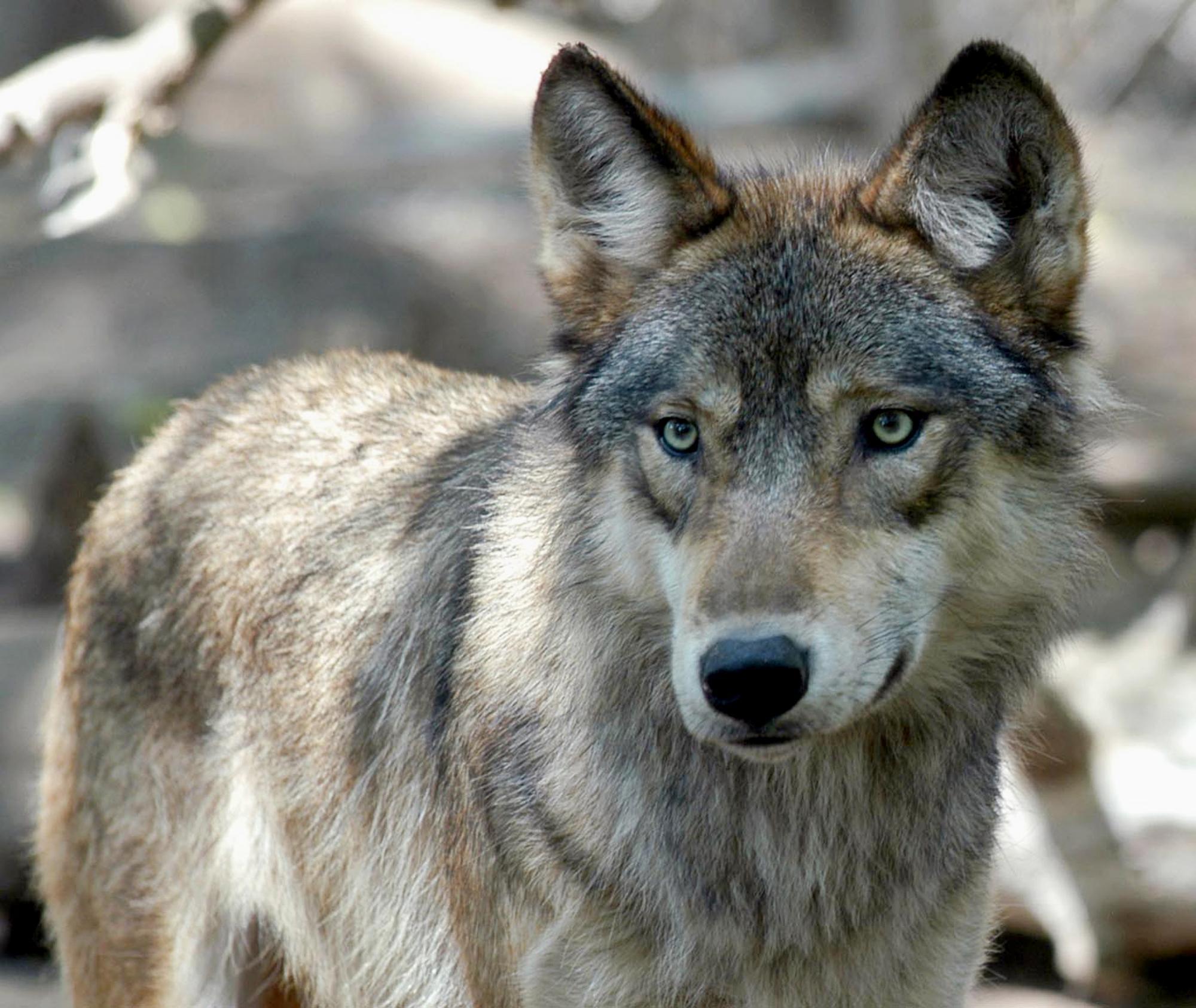 Killing western Great Lakes wolves is a federal crime unless human safety is at stake.