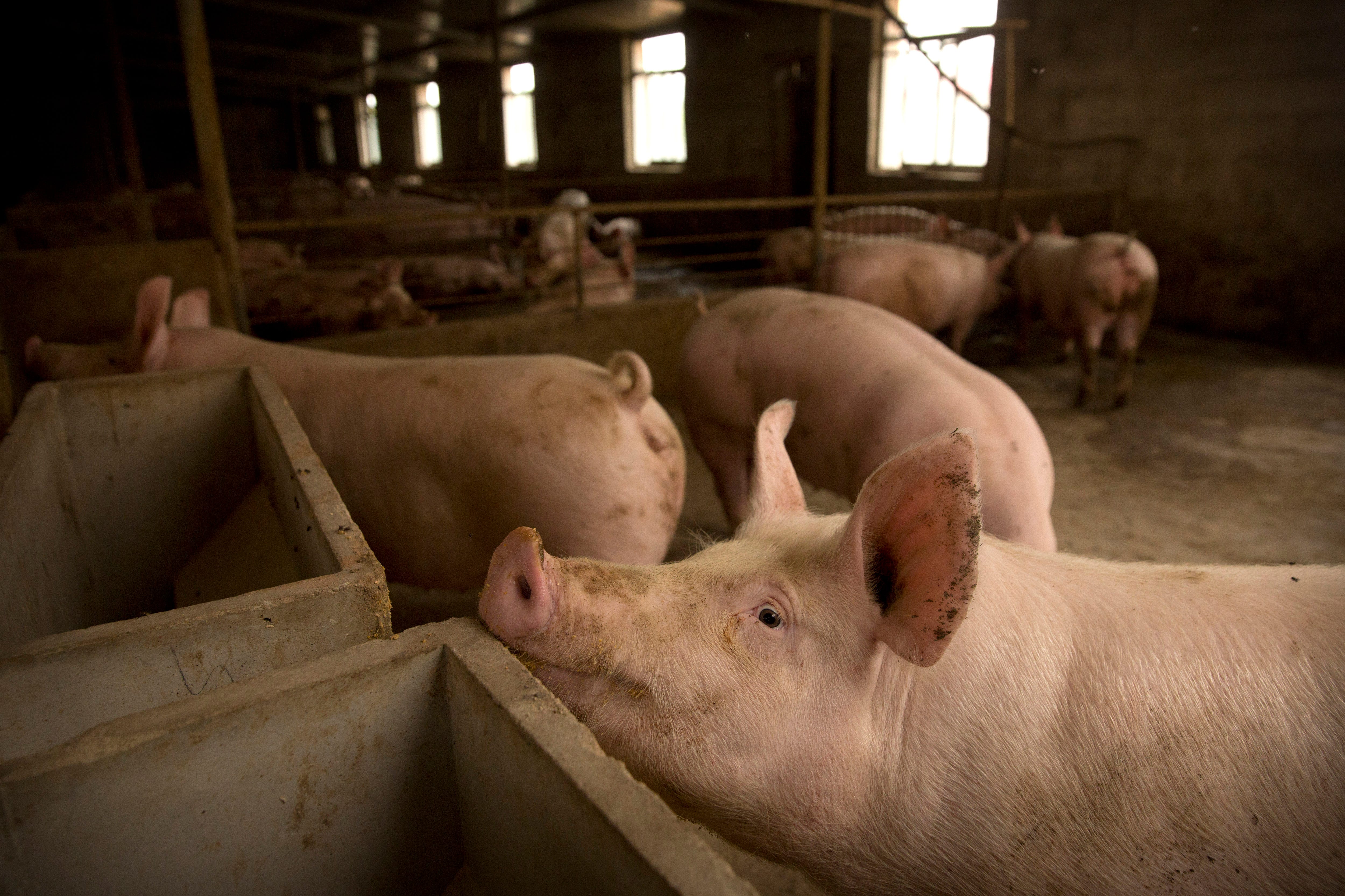 Pigs stand in a barn at a pig farm May 8 in Panggezhuang village in northern China's Hebei province. Pork lovers worldwide are wincing at prices that have jumped by up to 40 percent as China's struggle to stamp out African swine fever in its vast pig herds sends shockwaves through global meat markets.