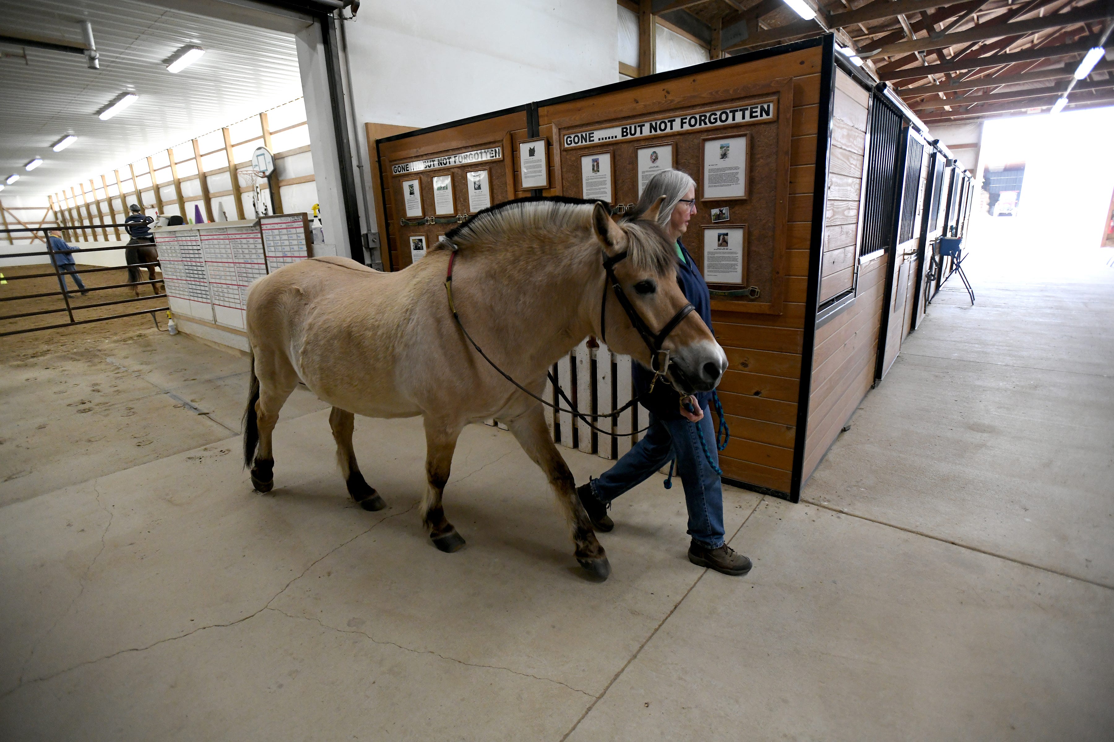 Volunteer Debita Graham, leads Sigbjorn back to his stable after his morning therapy session.