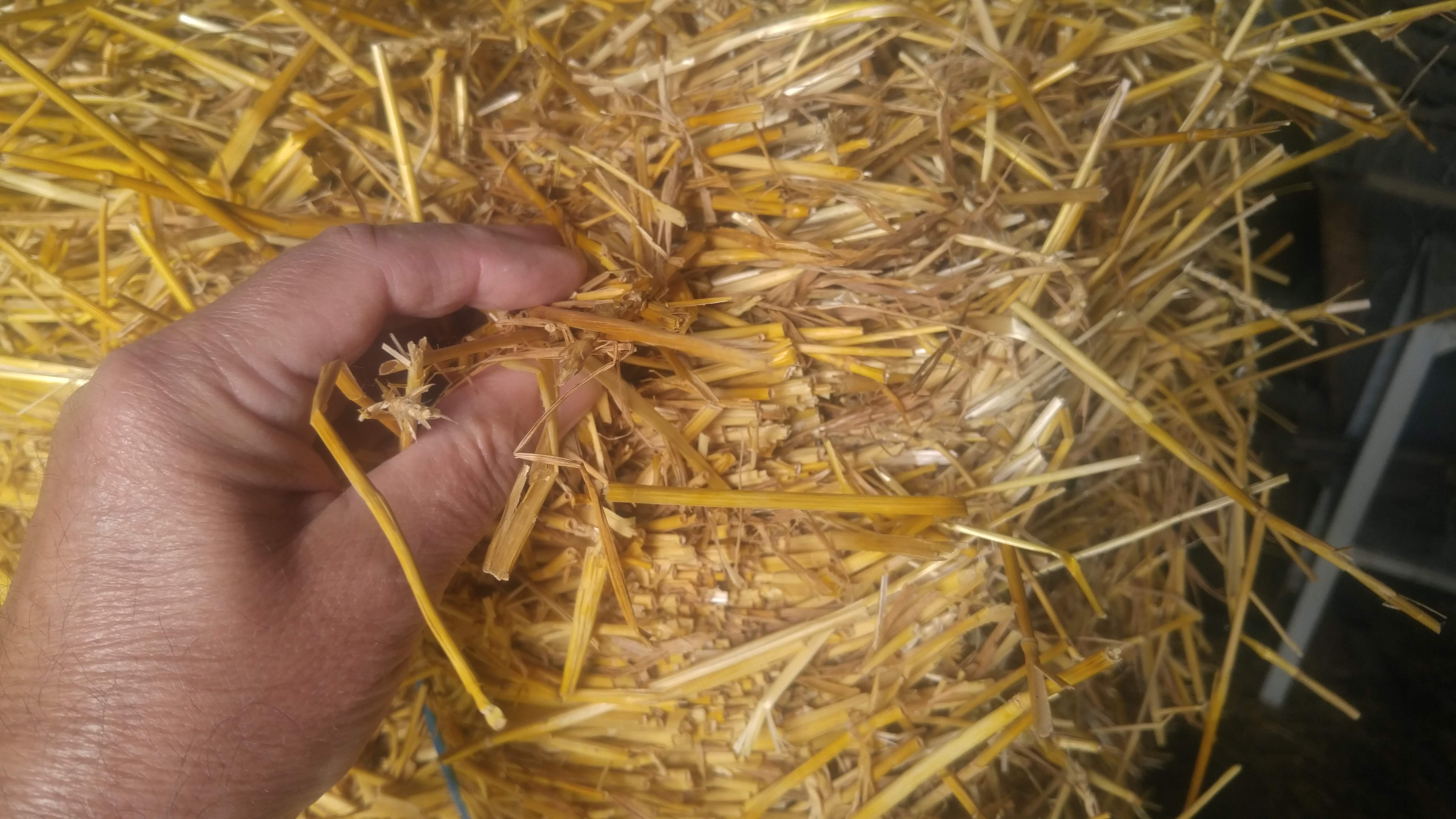 Clean wheat straw has an even amber color.