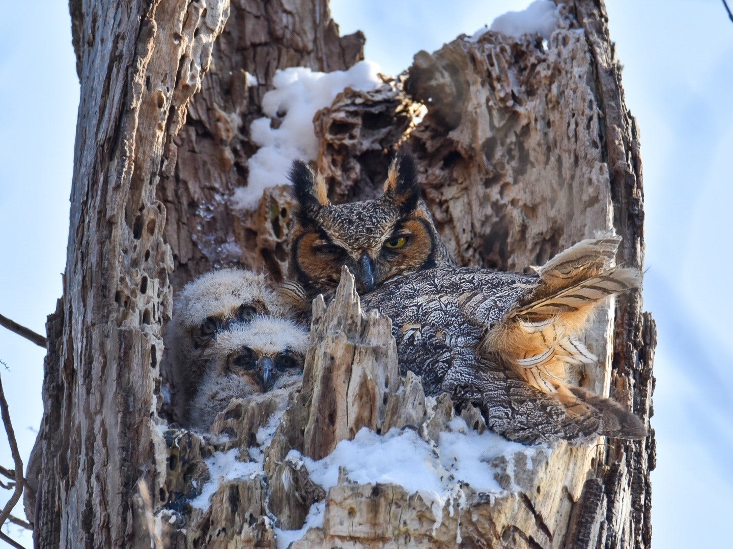 " Great Horned Owl and Chicks in Nest, " by John Fortener of Allen Park. He was looking for a Great Horned Owl at Island Park in Ann Arbor and found it camouflaged in an old tree stump. Then, " to my surprise, two owlets popped up, " he said. " This particular day is one I will not soon forget.