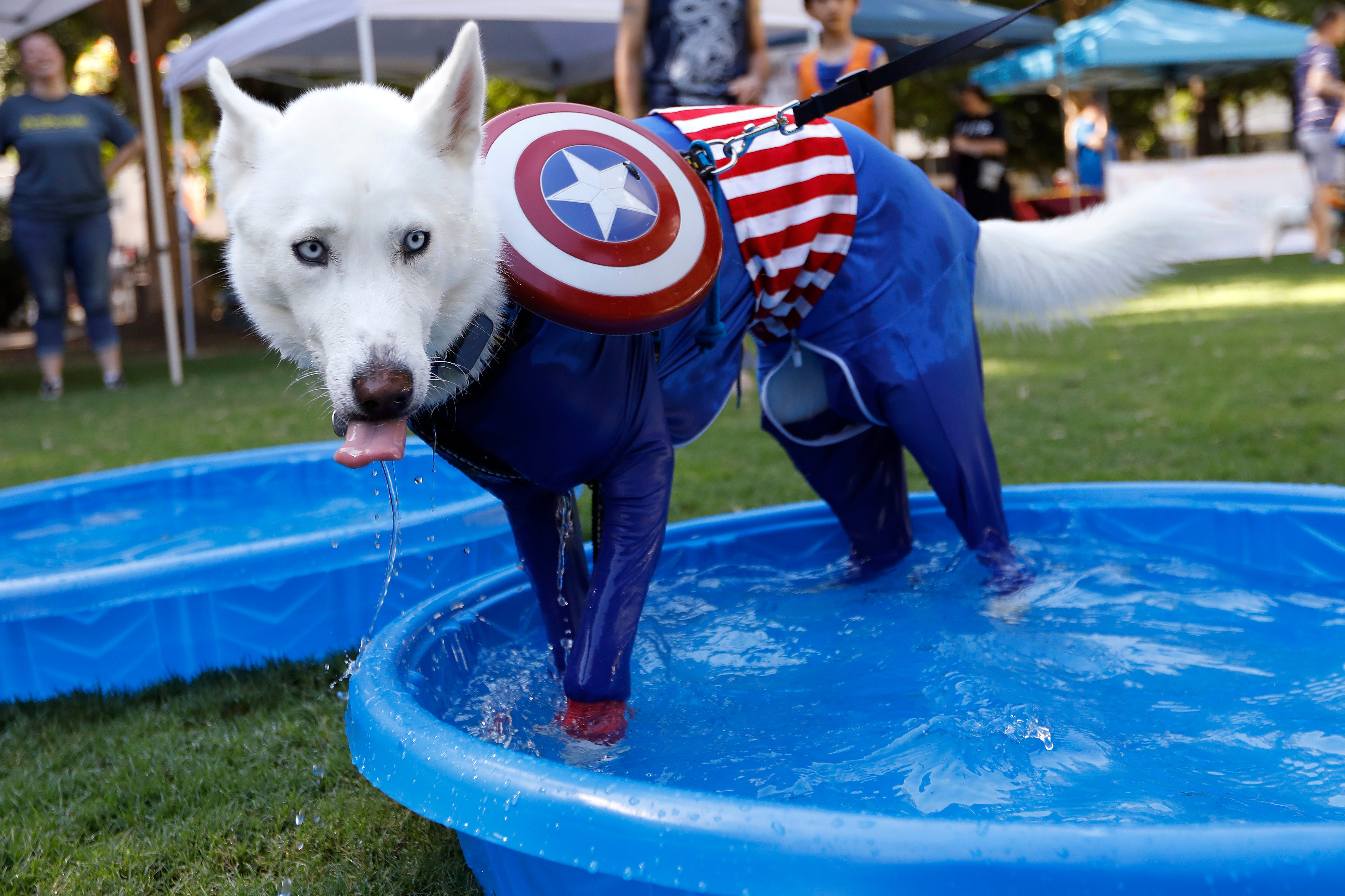 A Siberian Husky in a Captain America costume takes a dip in the pool during Doggy Con in Woodruff Park, Saturday, Aug. 17, 2019, in Atlanta. Event organizers said they set up dog cooling stations to help prevent dogs from overheating during the event, which occurred on a 90-degree (32.2 Celsius) day.