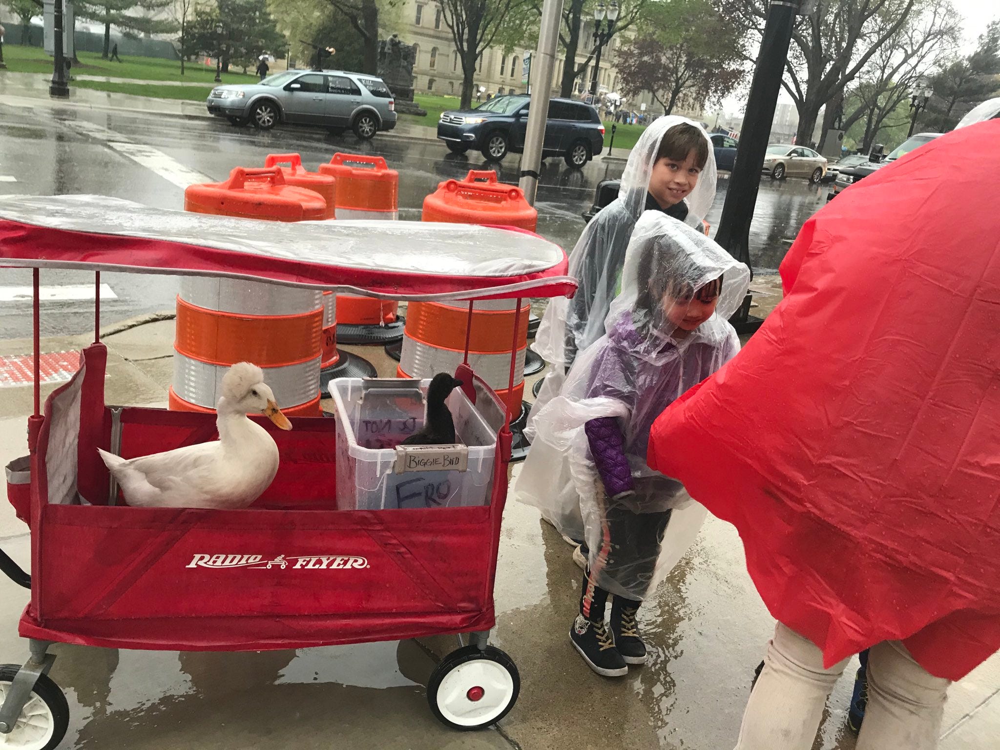 Rob Saari who came from Bridgman brought his children and his service ducks out to the Capitol protest. They also carried a sign that said "Duck Whitmer."