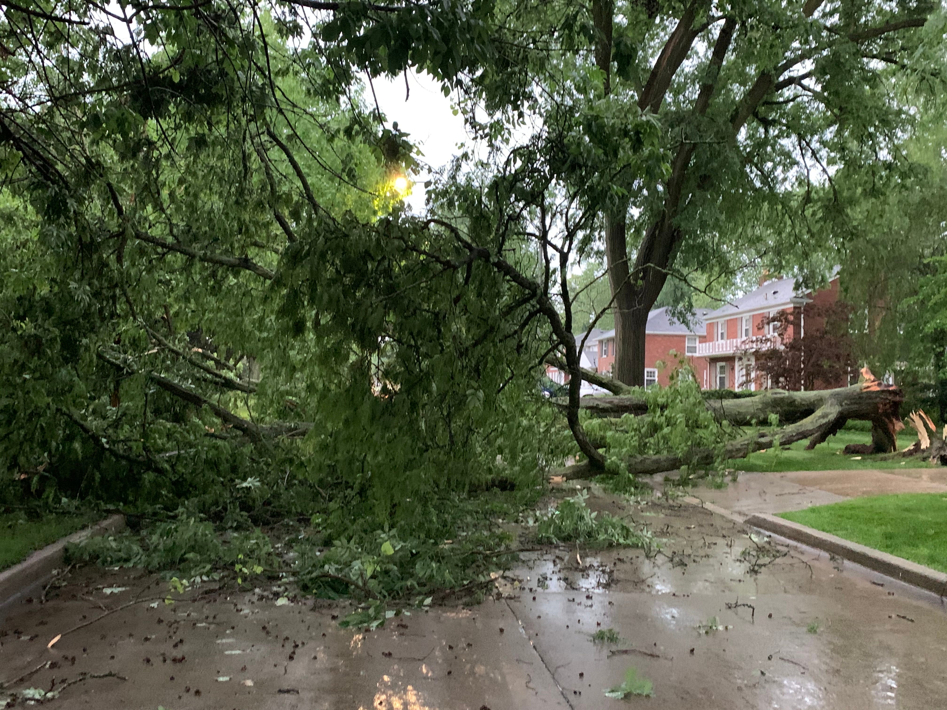 Massive trees are uprooted along N. Oxford Street in Grosse Pointe Woods on Wednesday, June 10, 2020.