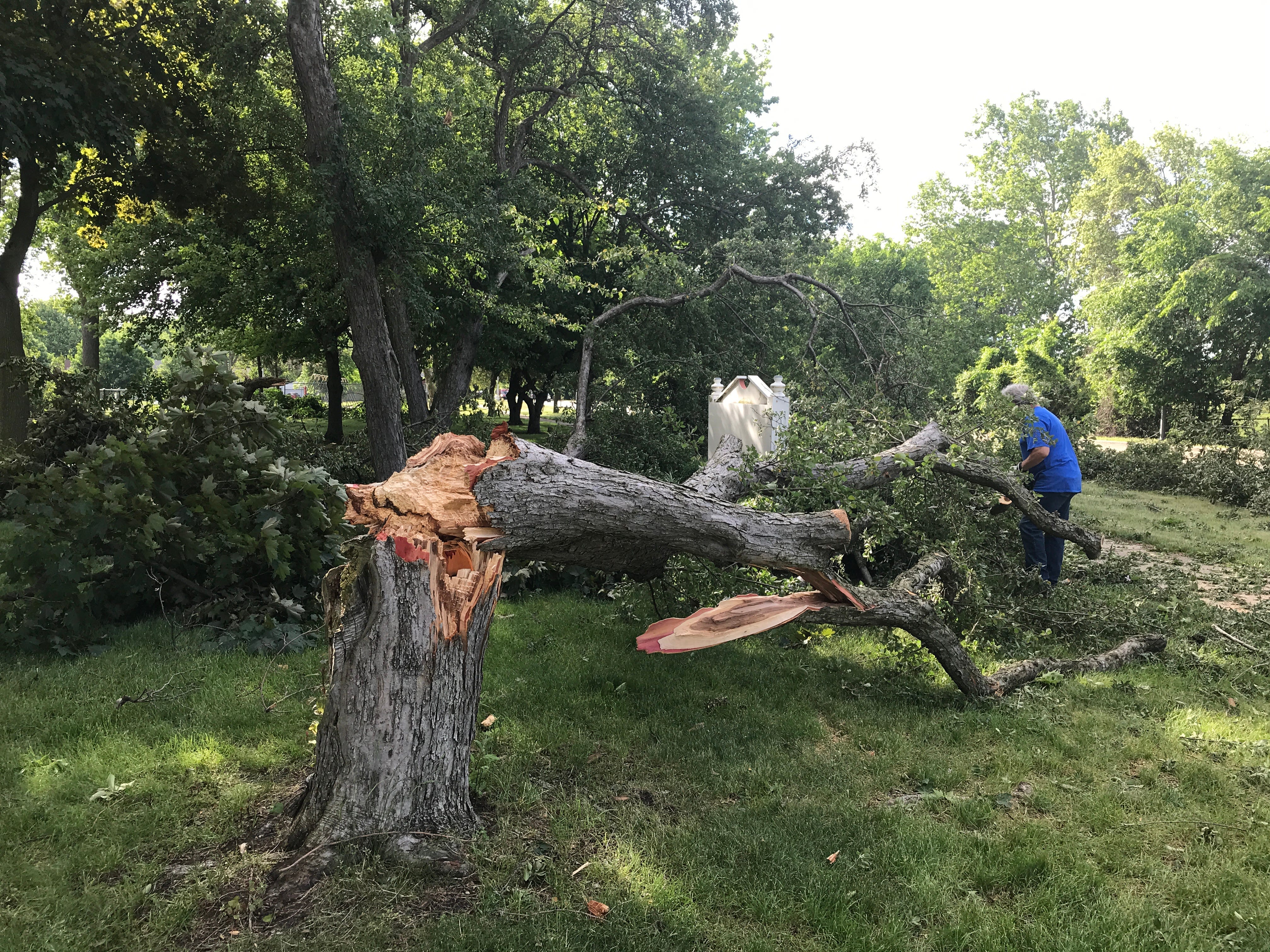 High winds brought down trees in front of Mason Elementary School in Grosse Pointe Woods.