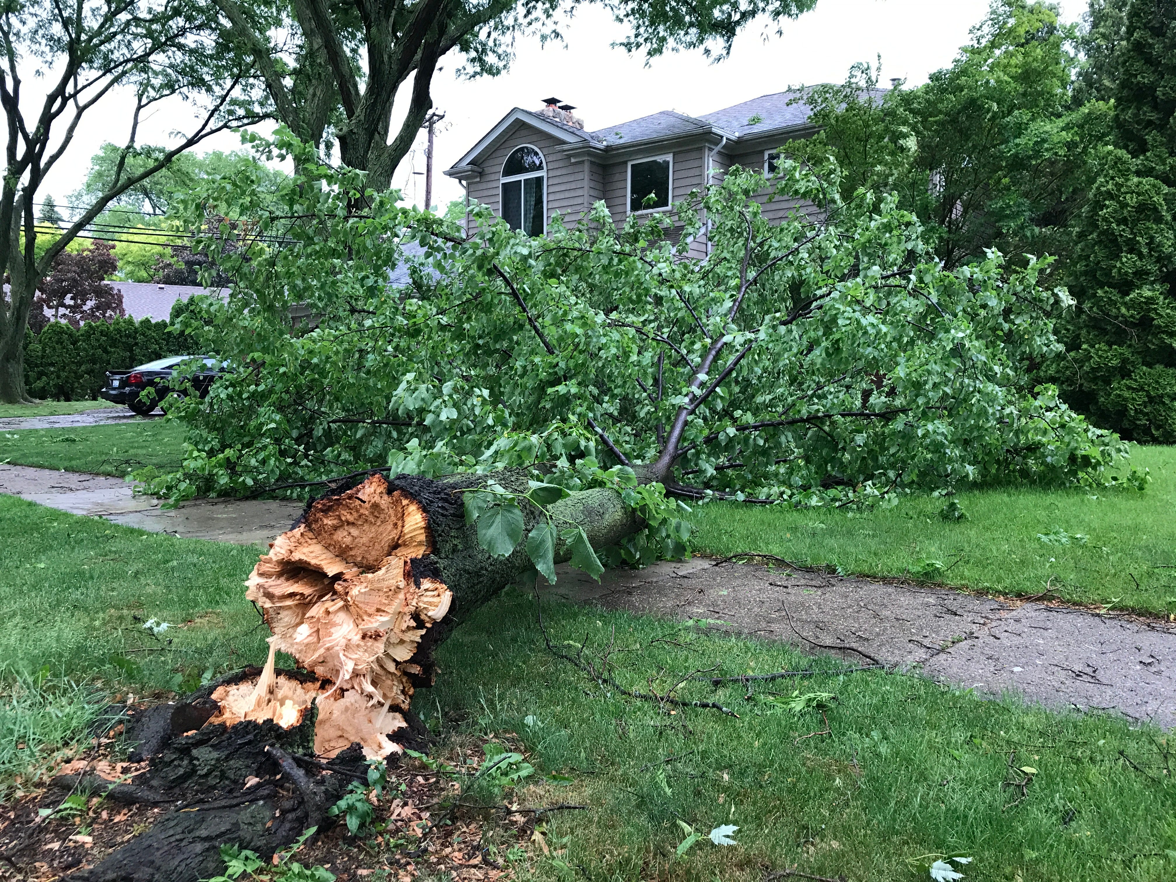 High winds brought down this tree along Holiday Road in Grosse Pointe Woods.