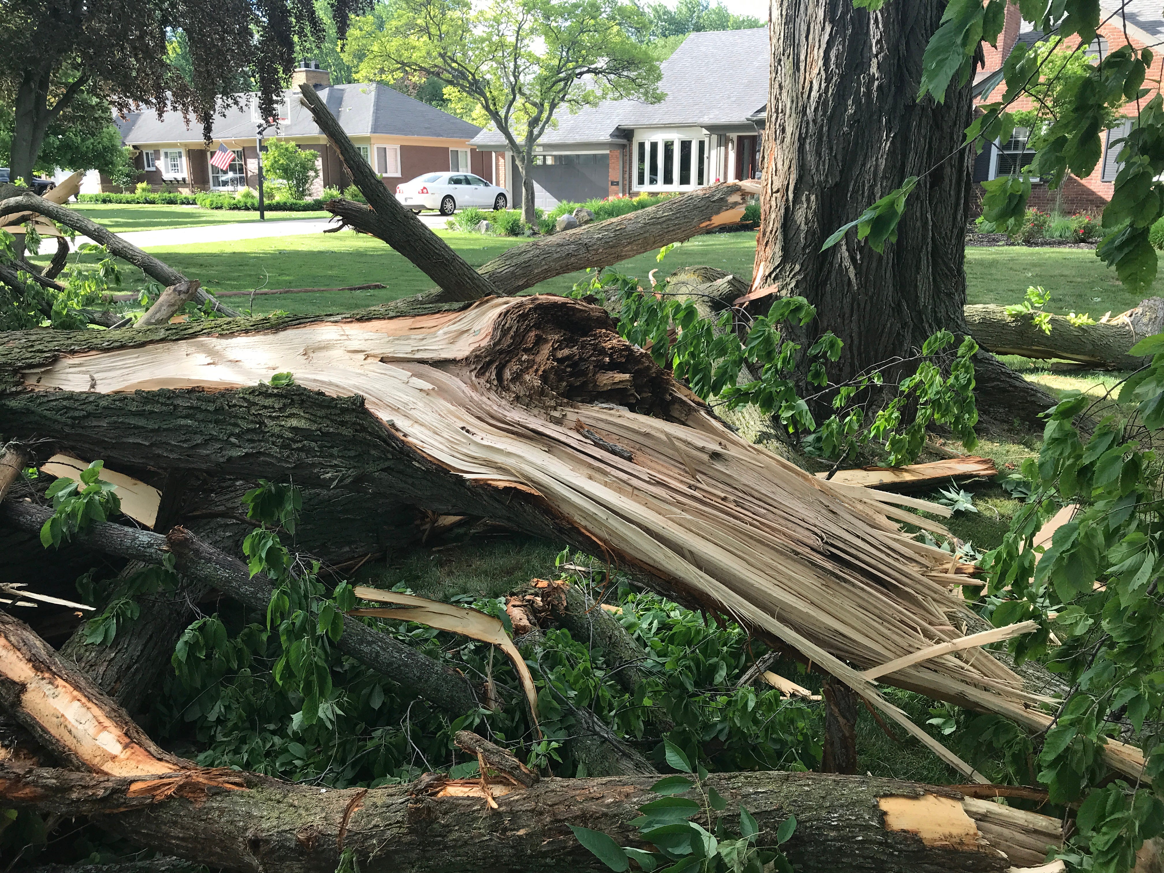High winds brought down trees along Sunningdale in Grosse Pointe Woods.