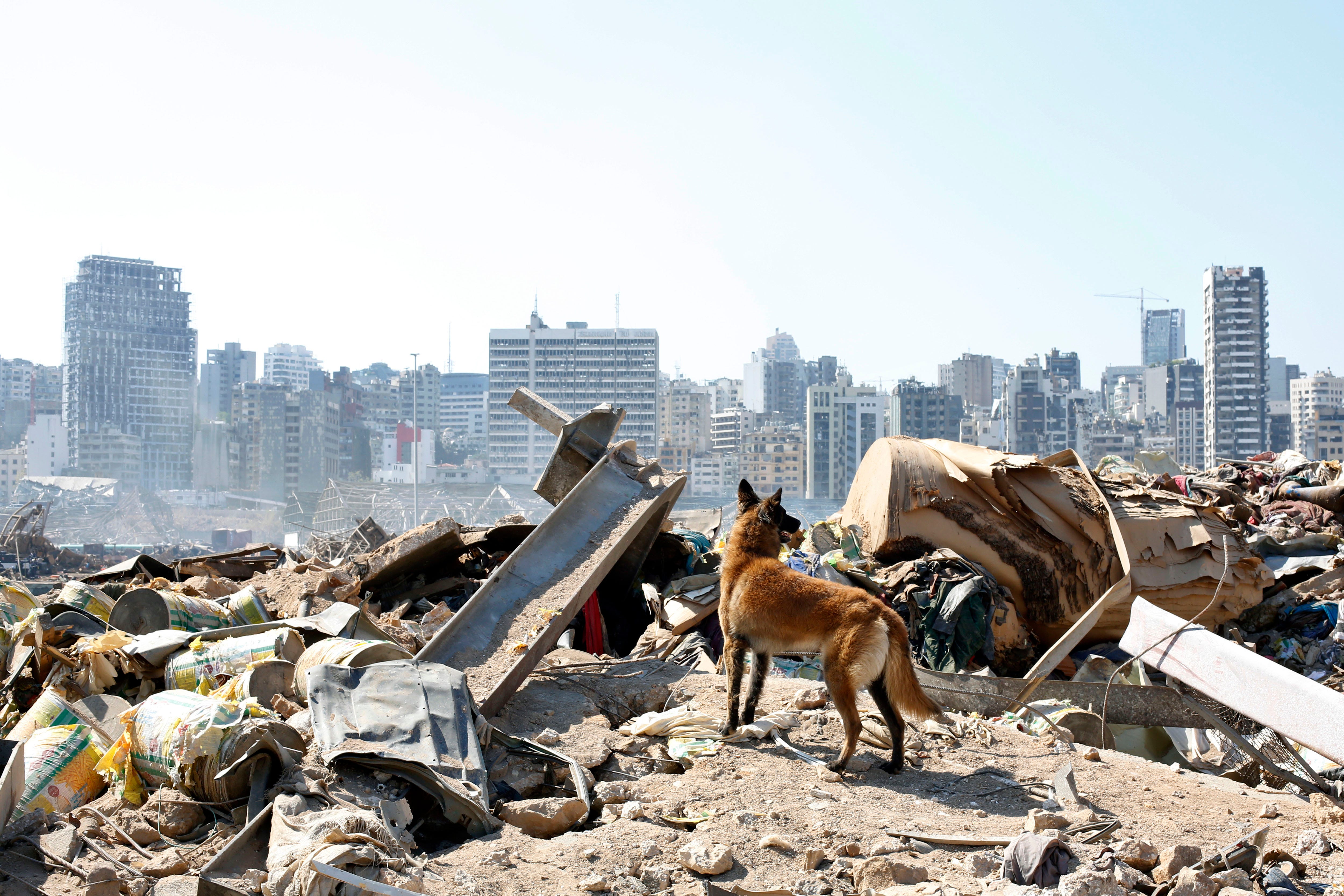 A dog of the French rescue team searches for survivors at the scene of this week's massive explosion in the port of Beirut, Lebanon, Friday, Aug. 7, 2020. Three days after a massive explosion rocked Beirut, killing over a hundred people and causing widespread devastation, rescuers are still searching for survivors and the government is investigating what caused the disaster.
